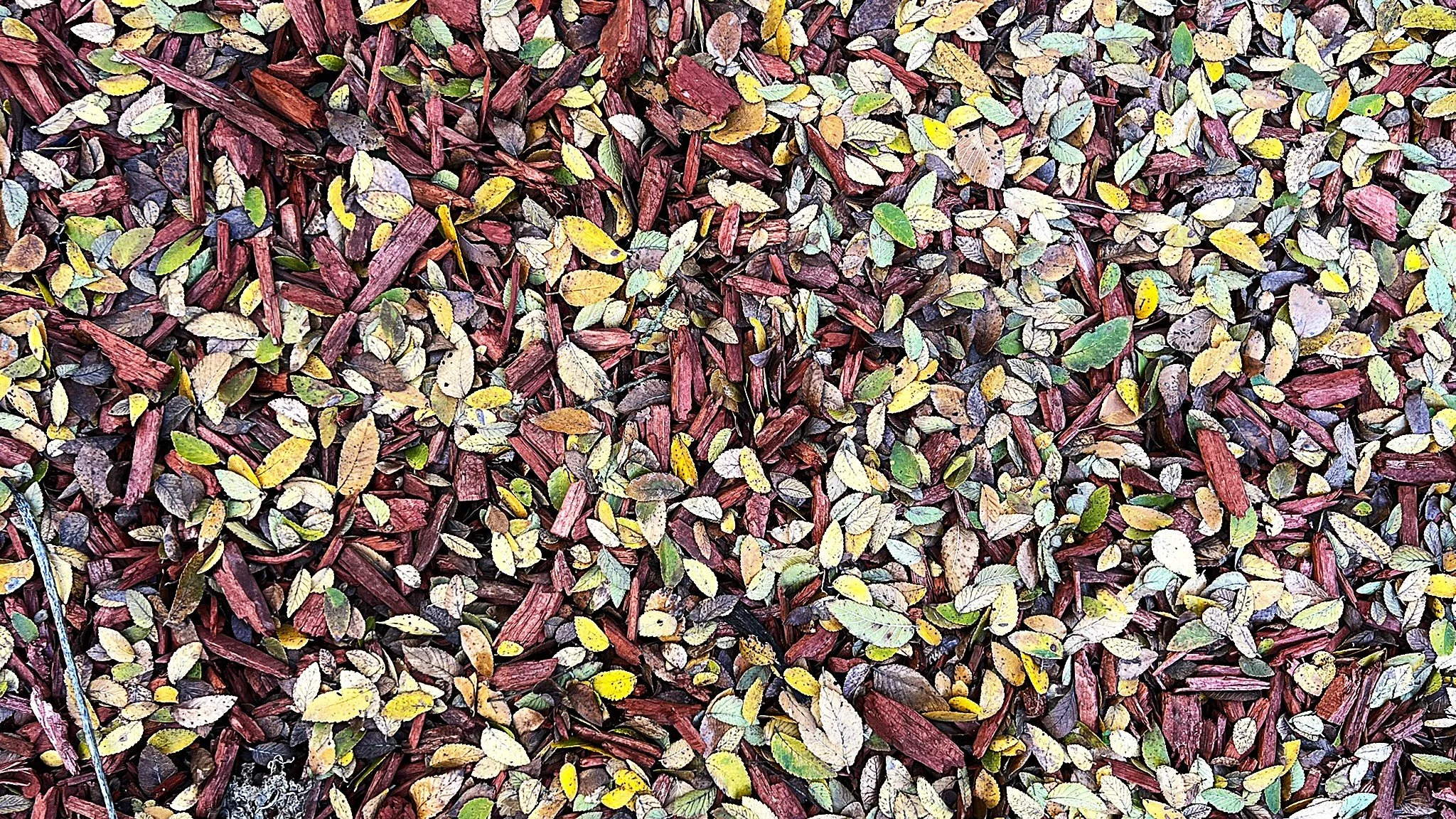 Multicolored leaves on the ground, red, yellow, and white