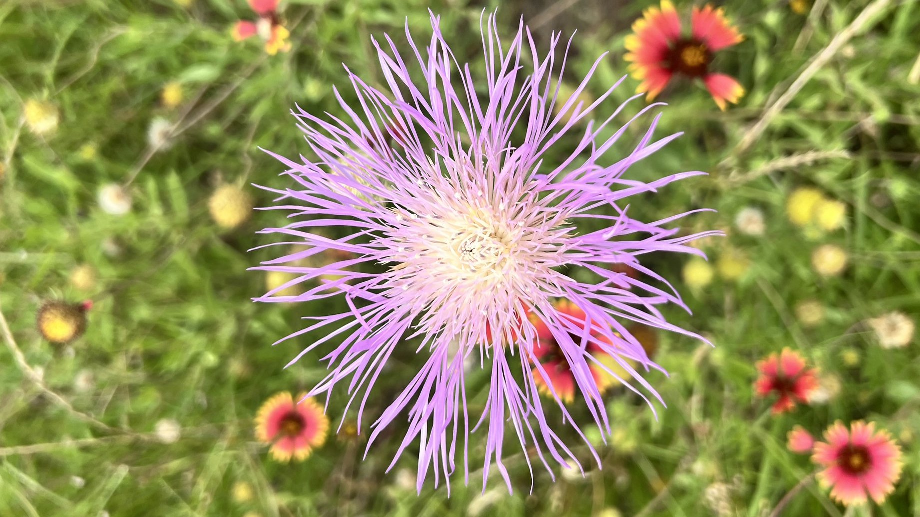 American Basketflower