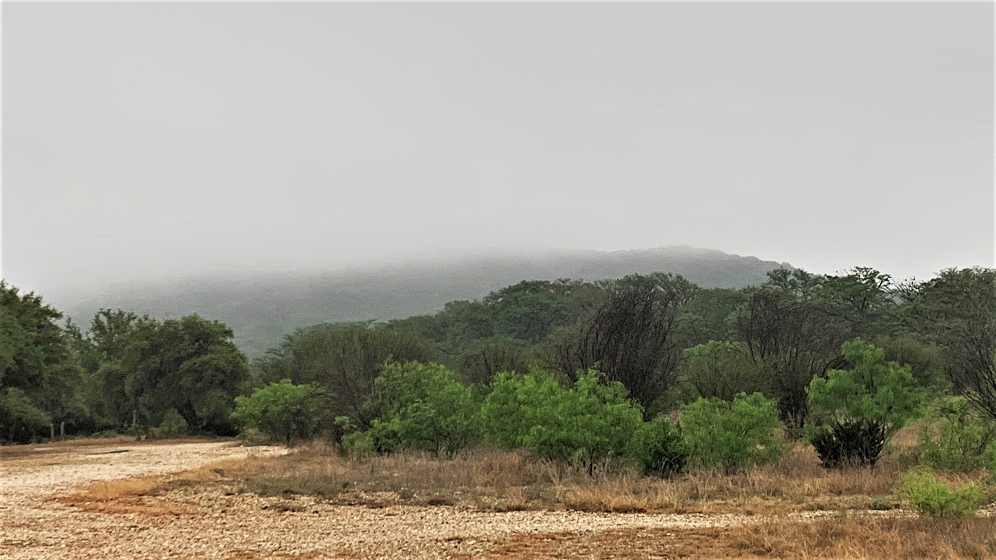 Trees and a cloud on the mountain