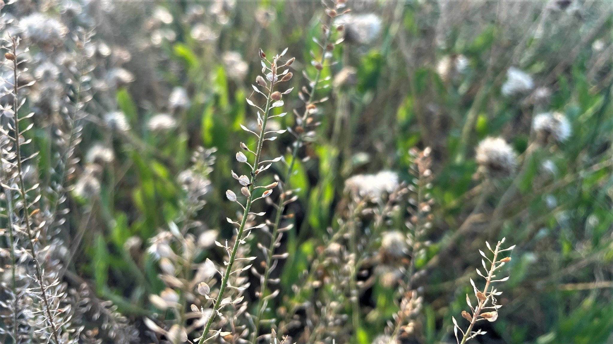 Grass. Photo by Cassie Mueller. Coll Street Photography (c).