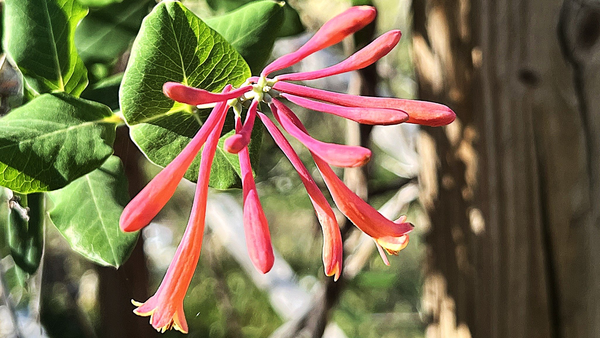 Bloom of a red honeysuckle