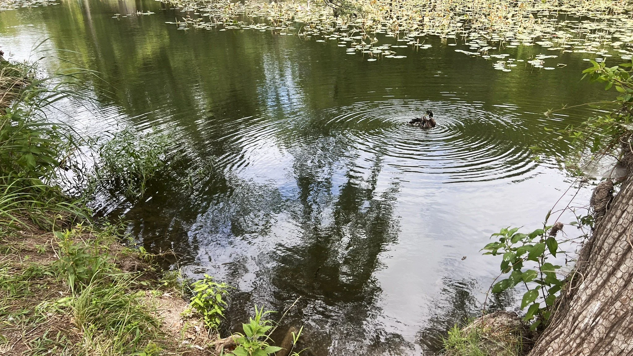 Louise Hays Park, Kerrville TX before the big flood of 26.