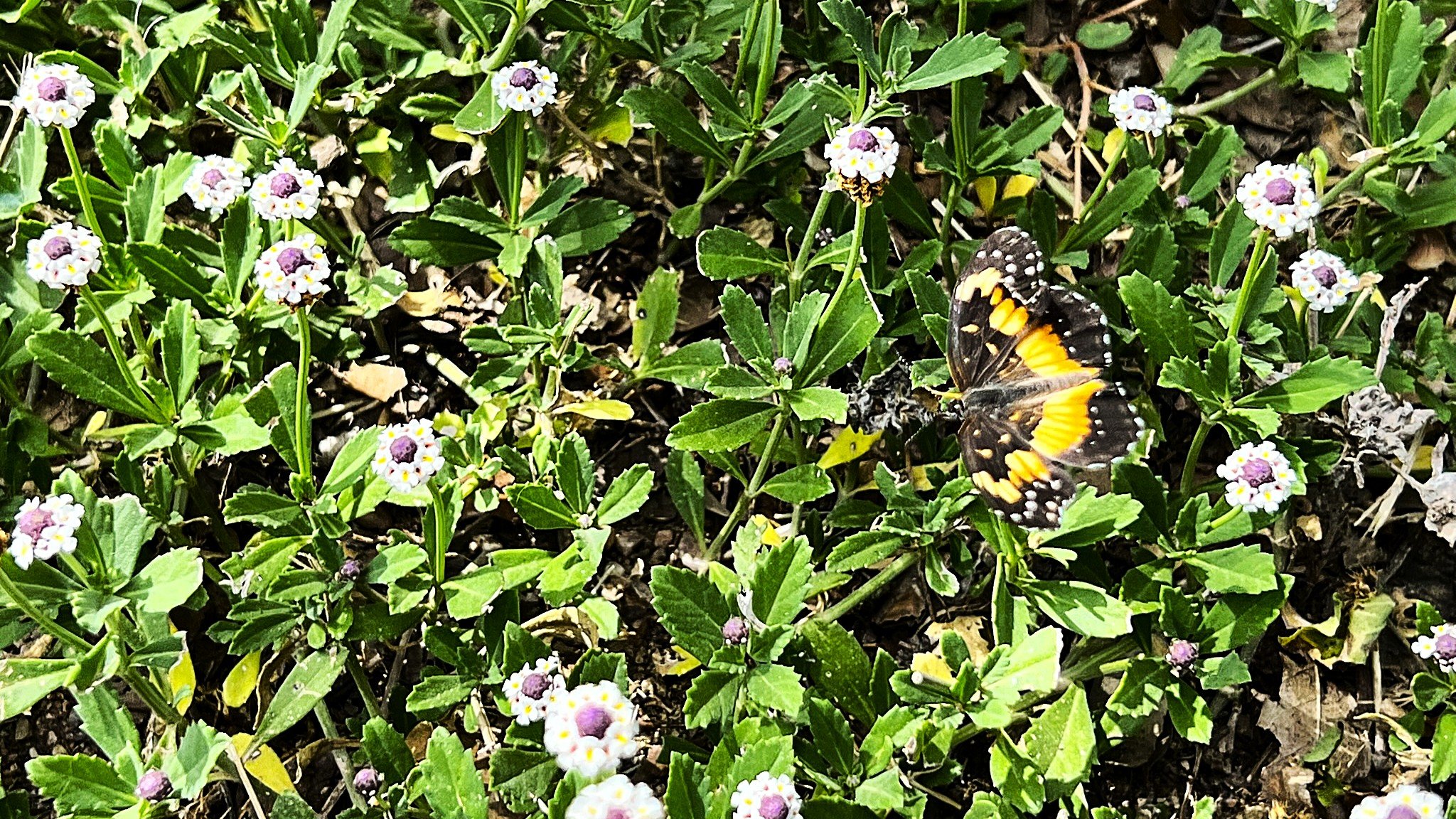 Flower Find