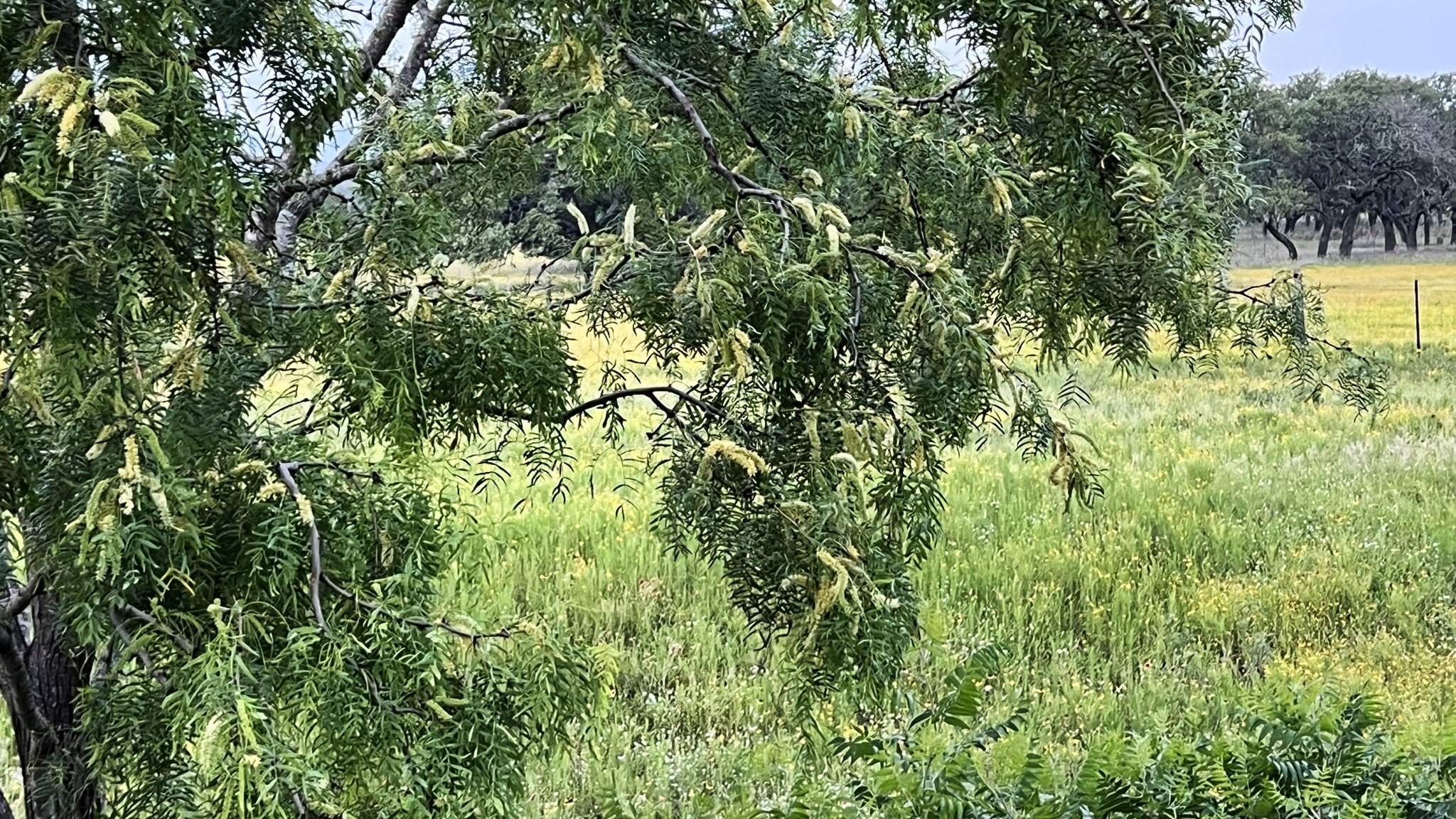 Trees