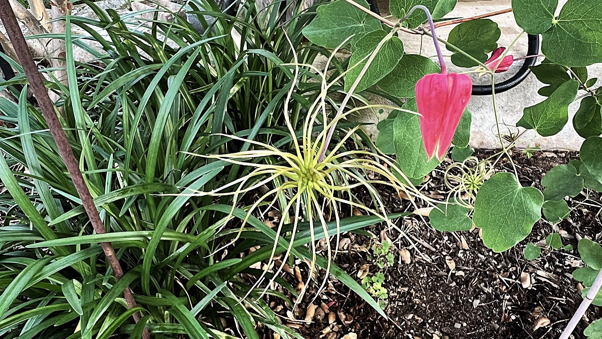 Seeds and flowers of the scarlet leather flower.