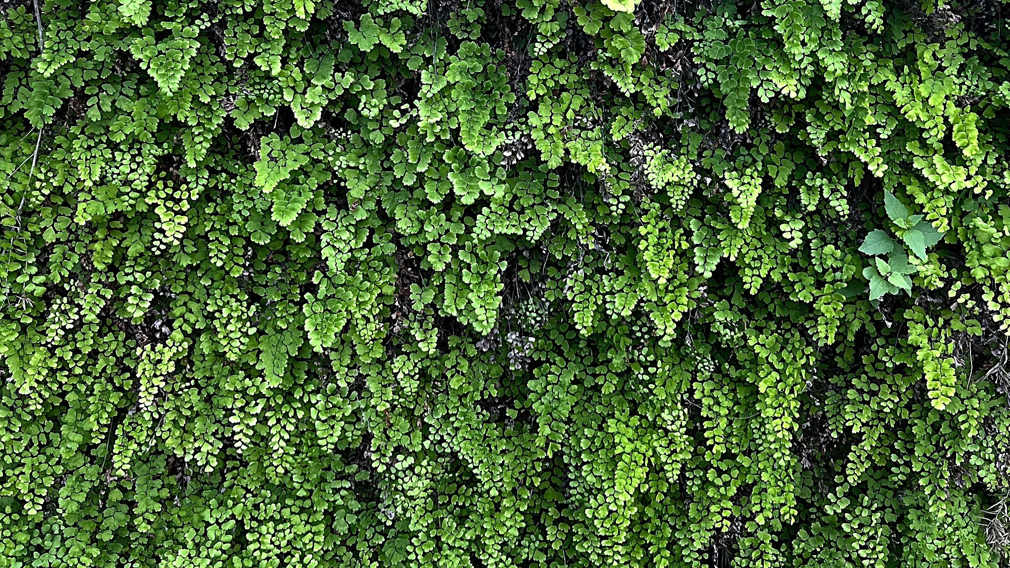 Green ferns on a damp dam wall.