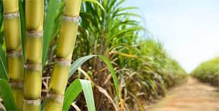 Ruma Meistarklase - Karības | Benjamiņu namā 