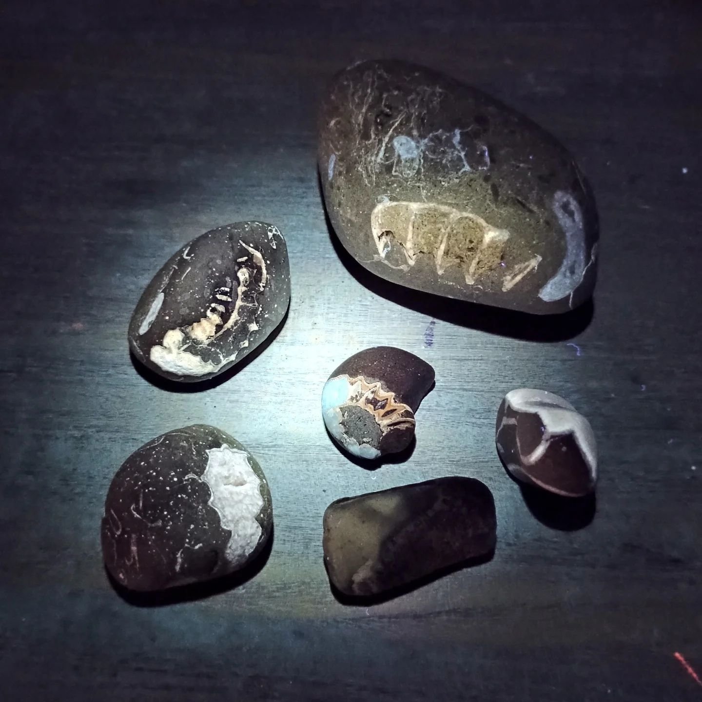 I took today off because I needed some fresh air (still half term down here...) and went to Charmouth for a bit of a fossil finding session - and I've wanted to share this awesome fossil discovery I made a while back: UV torches are magic!

UV torche