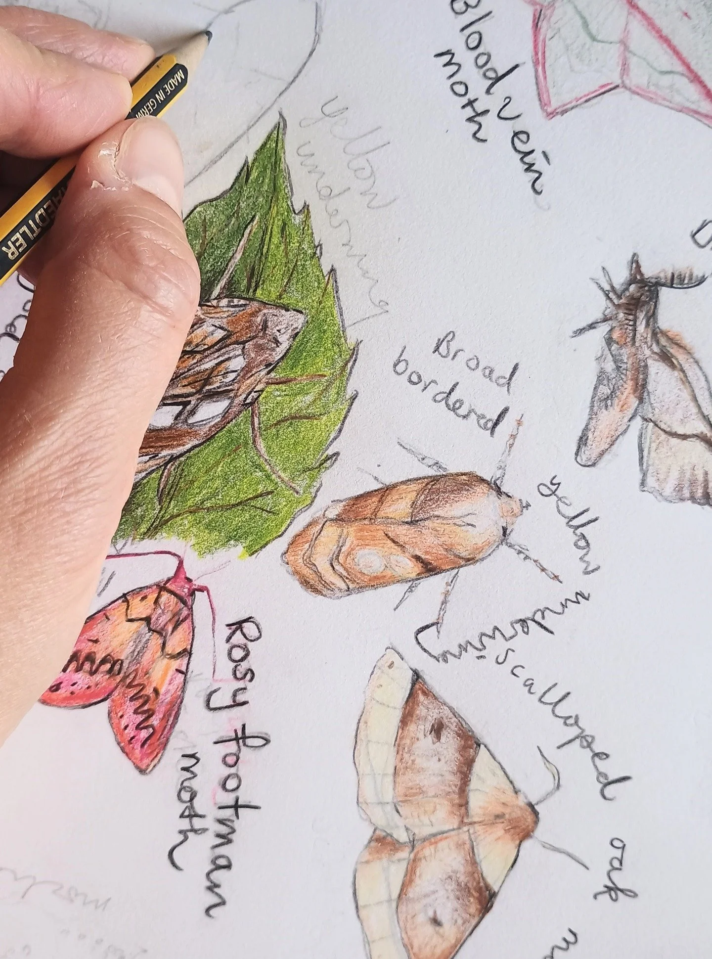 I'm taking part in the 2025 Global GeoARTBlitz! This is my page of moths, growing by the day, and each moth will be added as I complete the drawing and ID them. Why moths? Because, for bonus points, it's national moth week (or international as it see