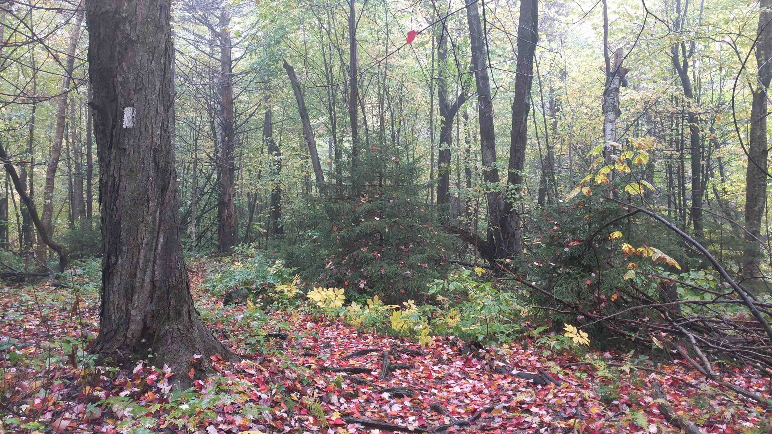 IMG_20181007_125437.jpg