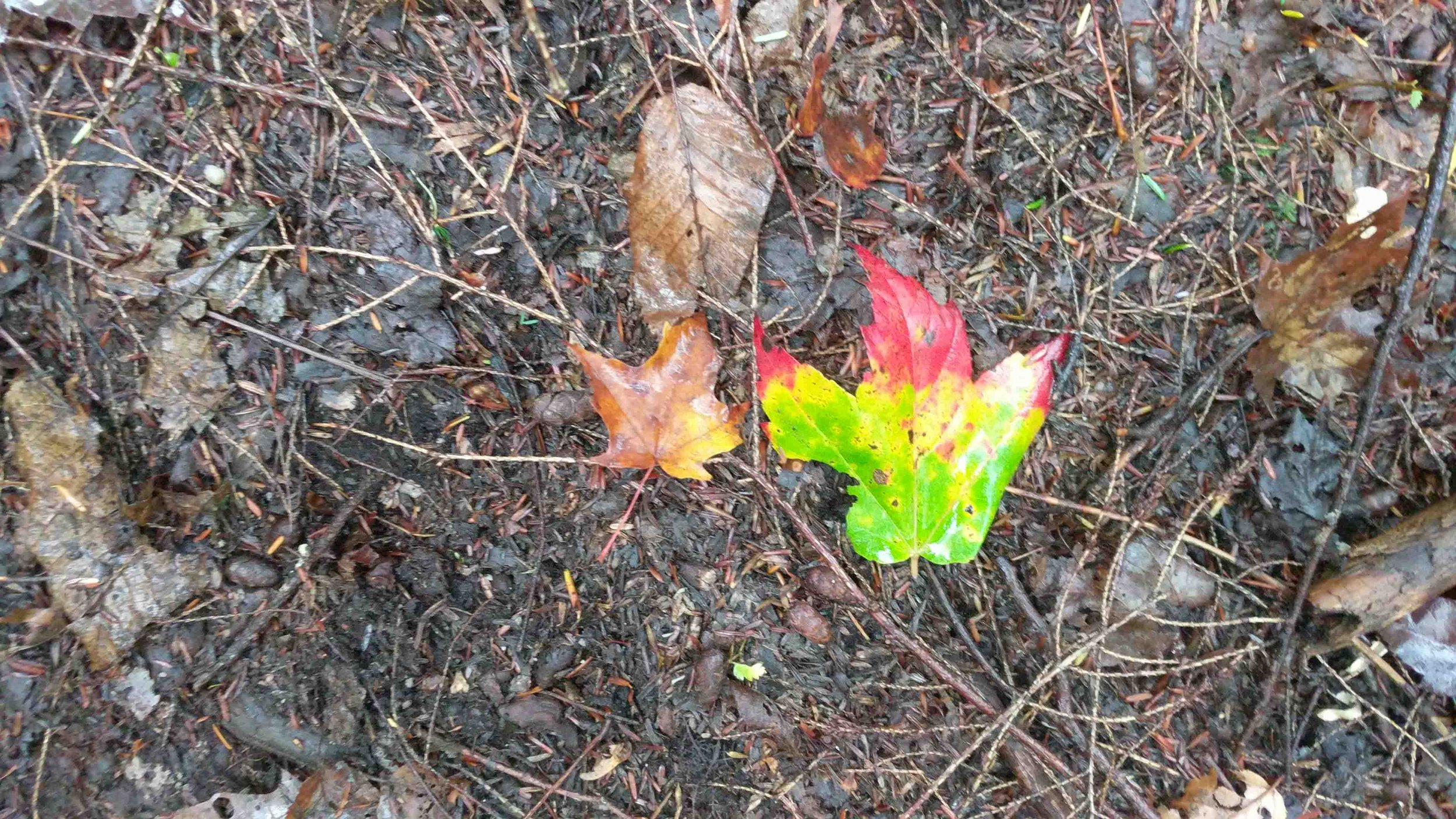 IMG_20181007_143752.jpg
