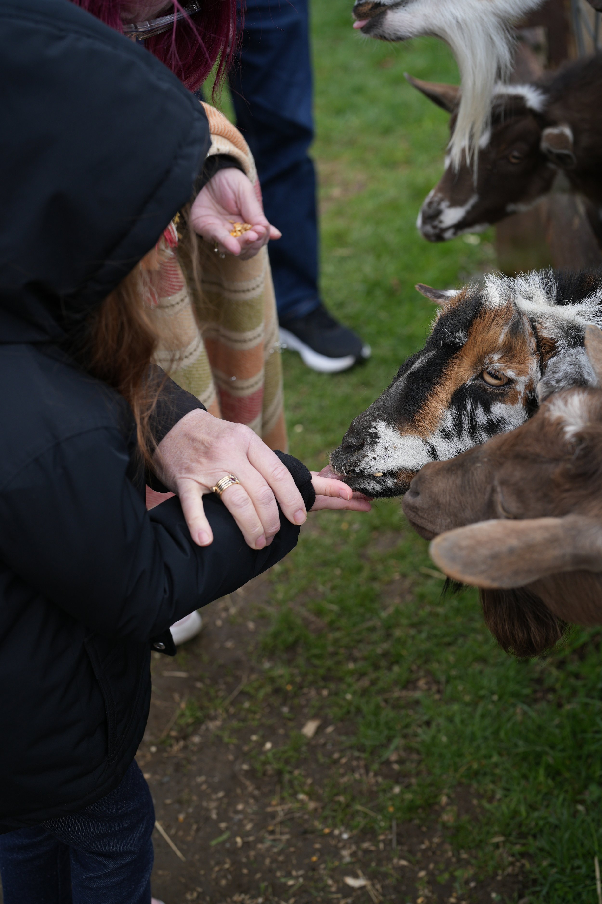 Whitney's Farm- petting zoo and good sandwiches
