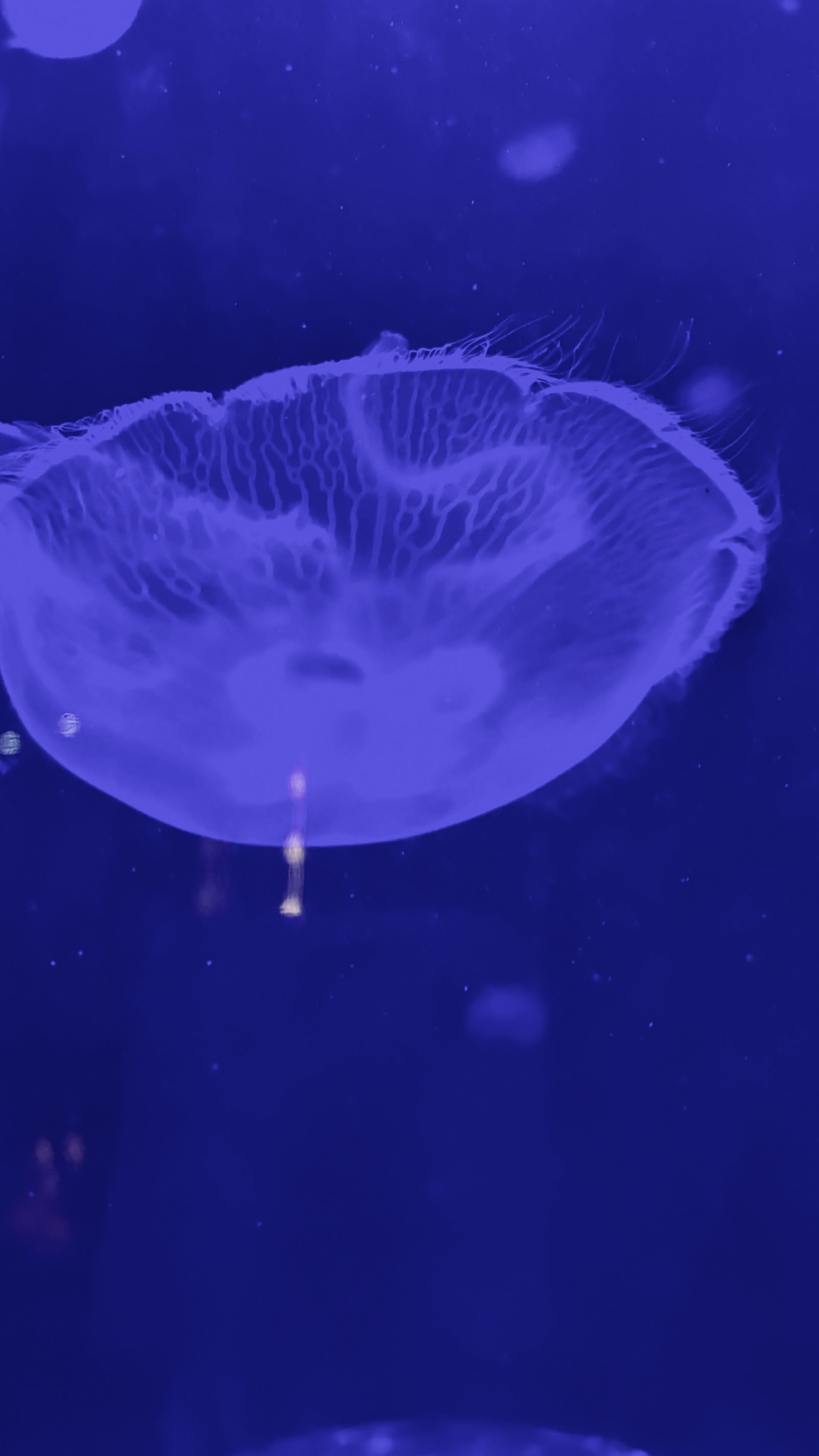 FullSizeRender 4.JPG