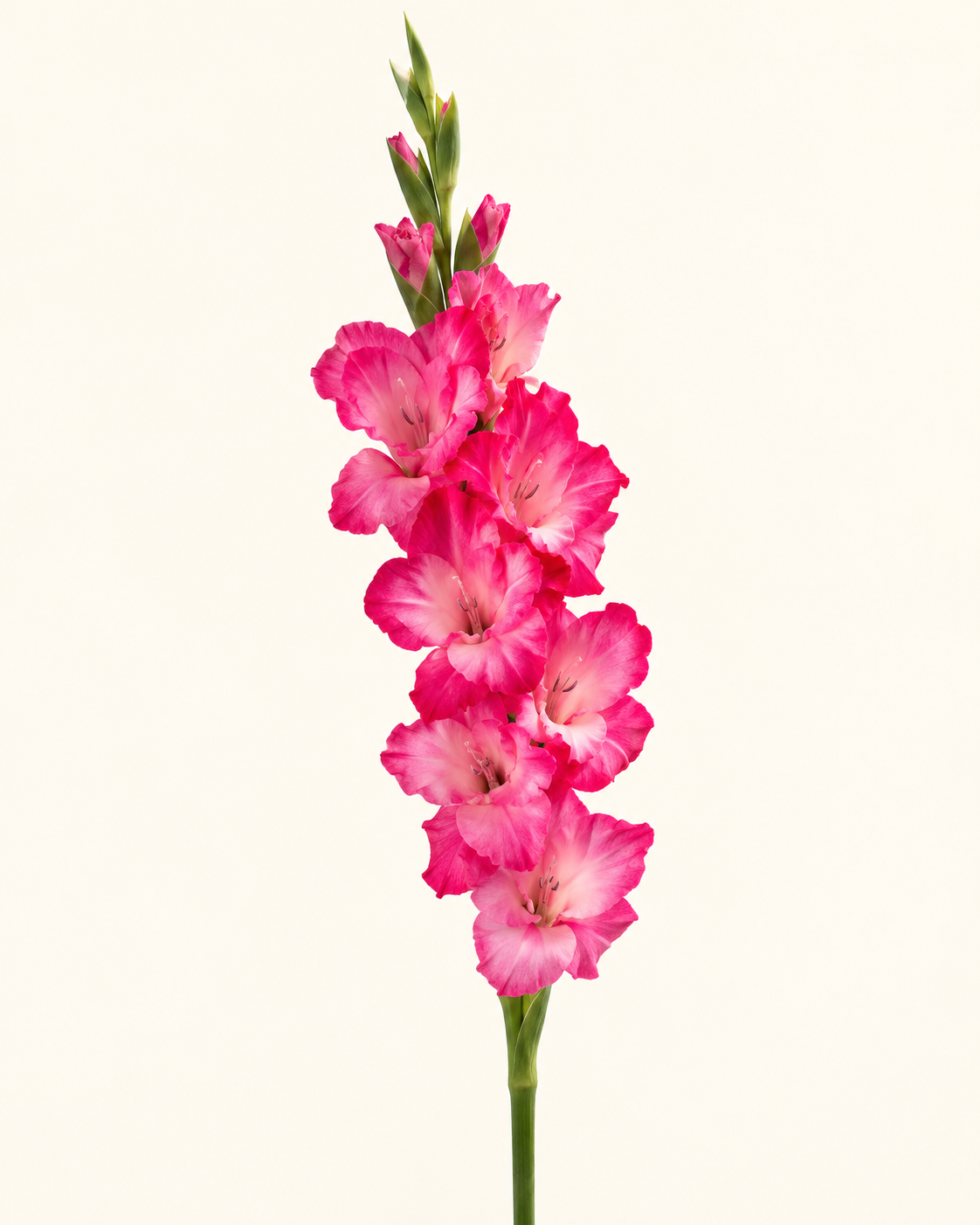 Künstliche Gladiole, pink