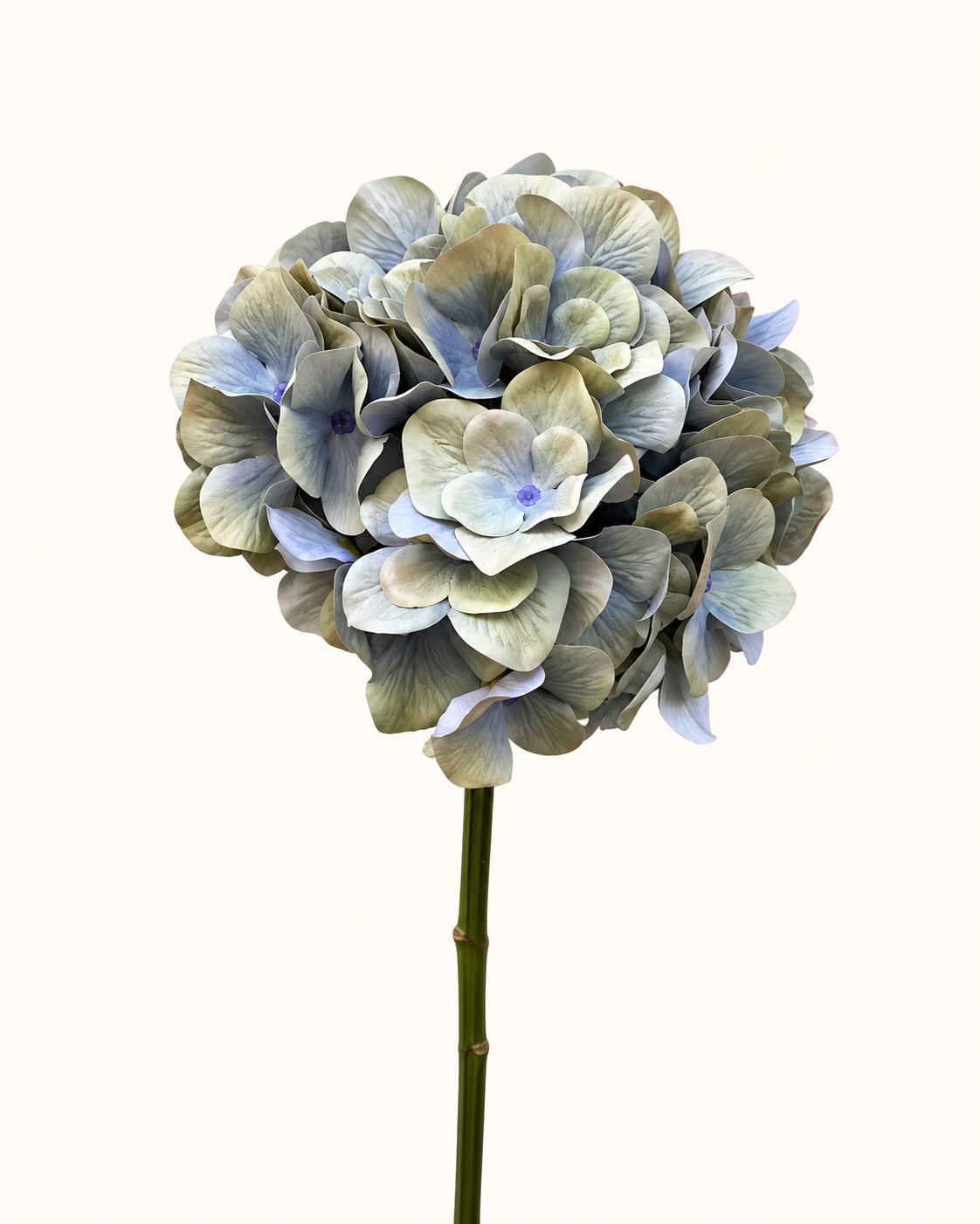 Pastellfarbene Hortensie im Studiolicht.png
