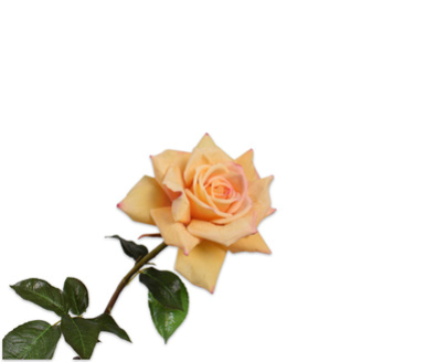 Pictures - 2026102546.png