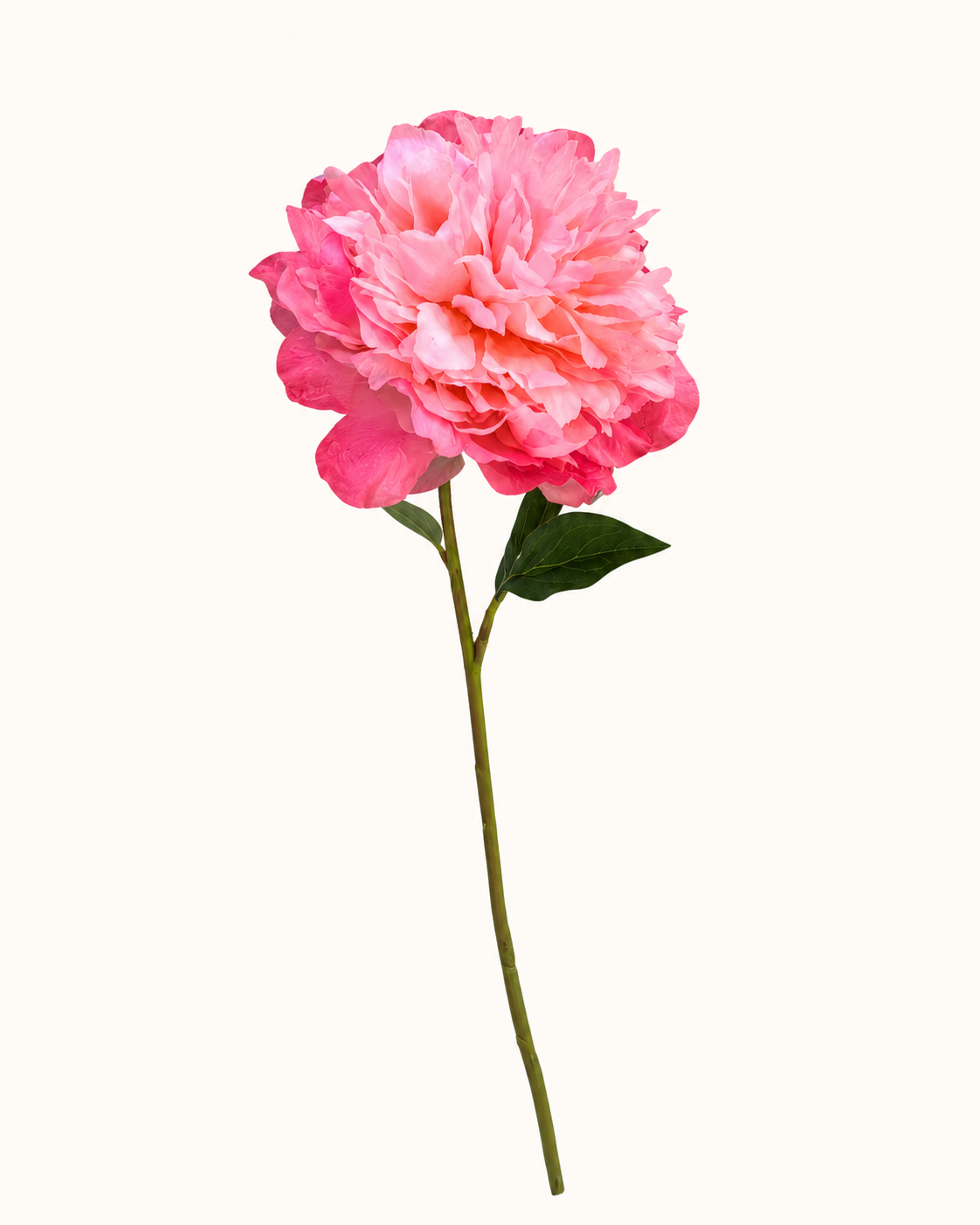 Rosa Pfingstrose auf langem Stiel.png