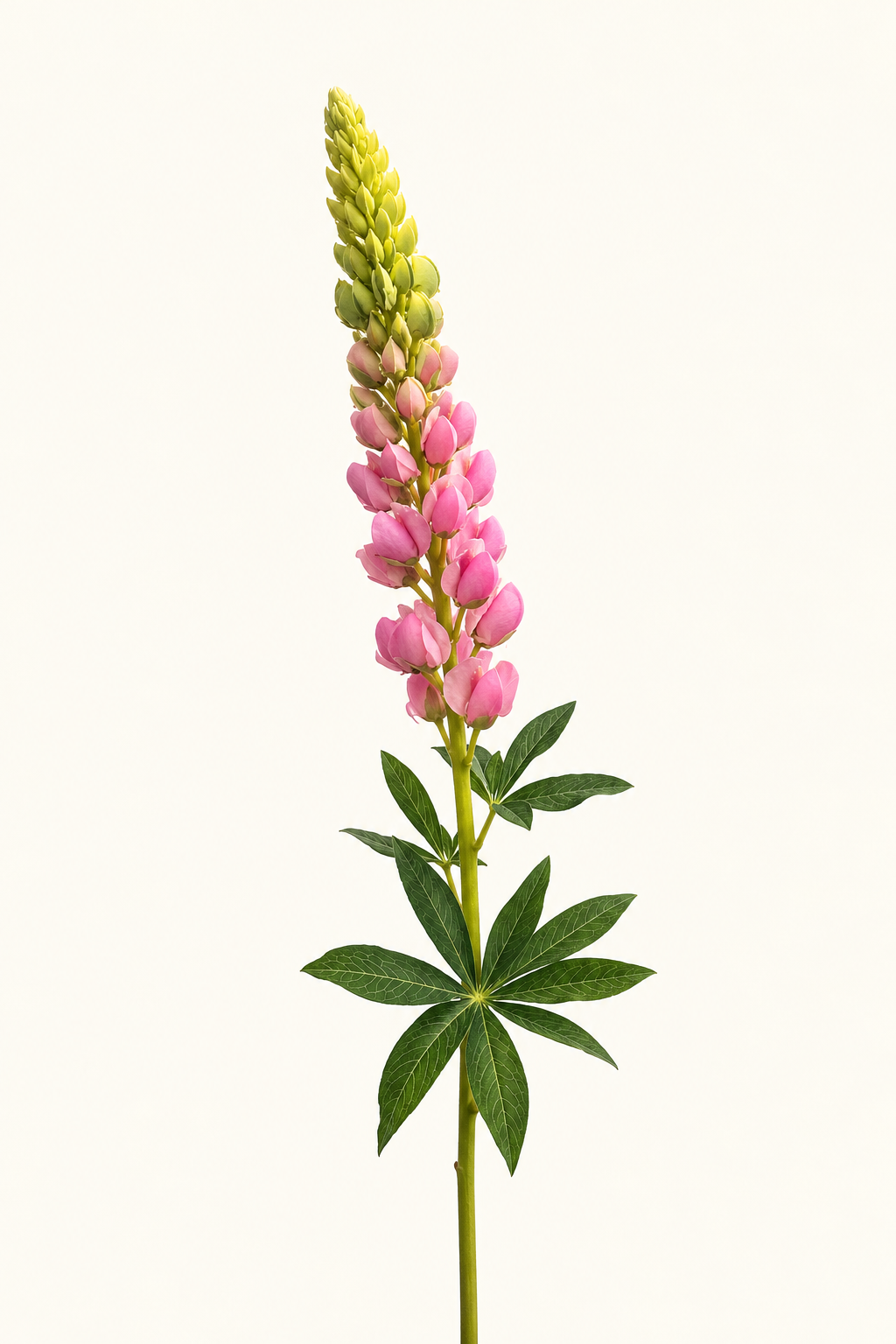 Künstliche Lupinen, rosa