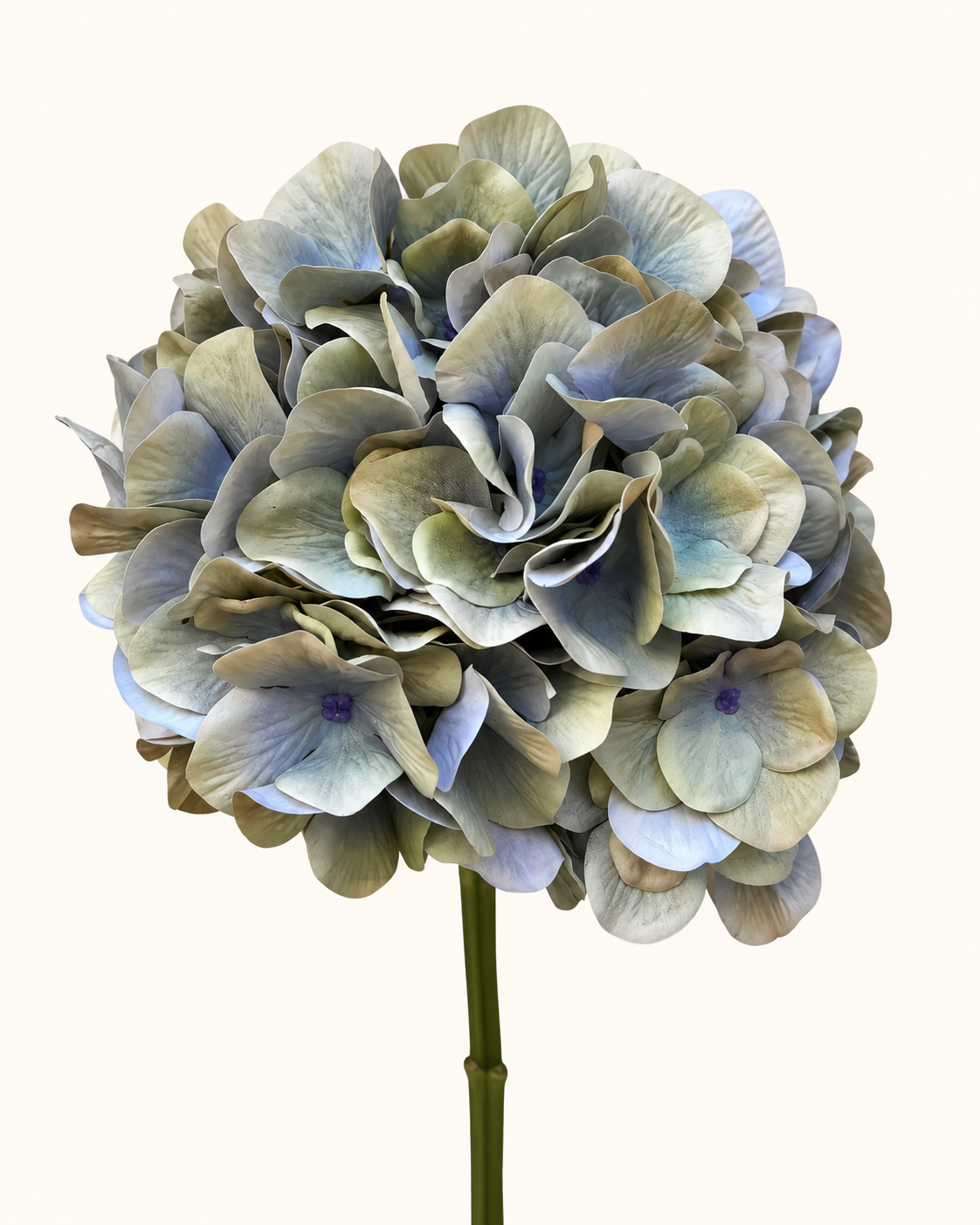 Pastellfarbene Hortensie auf cremefarbenem Grund.png