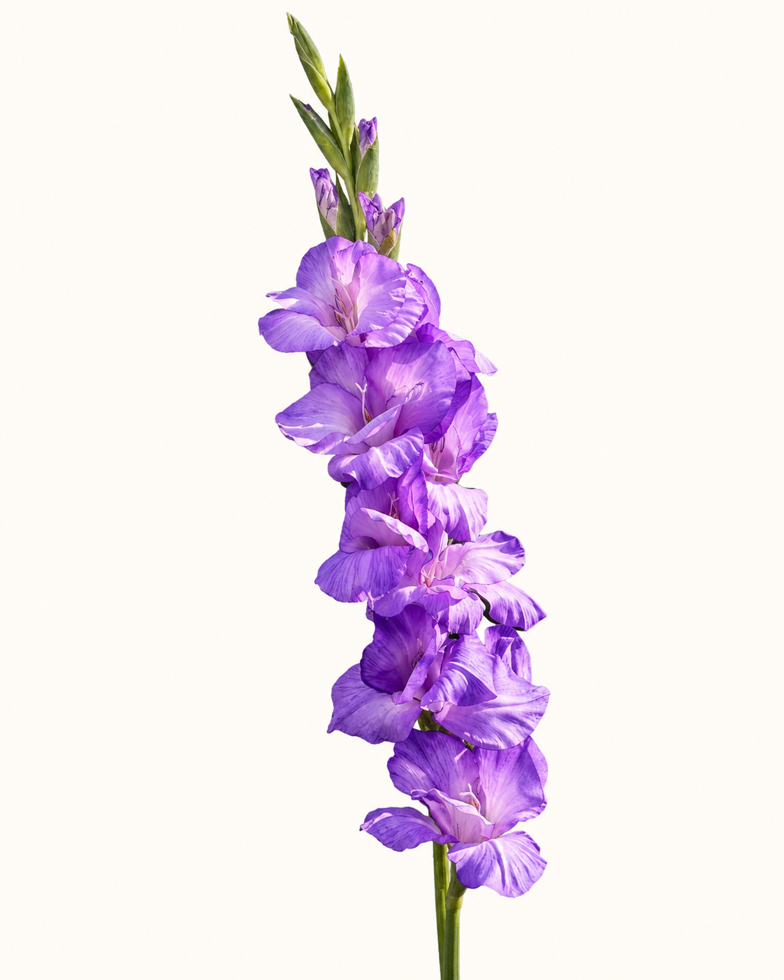 Künstliche Gladiole, lavendel