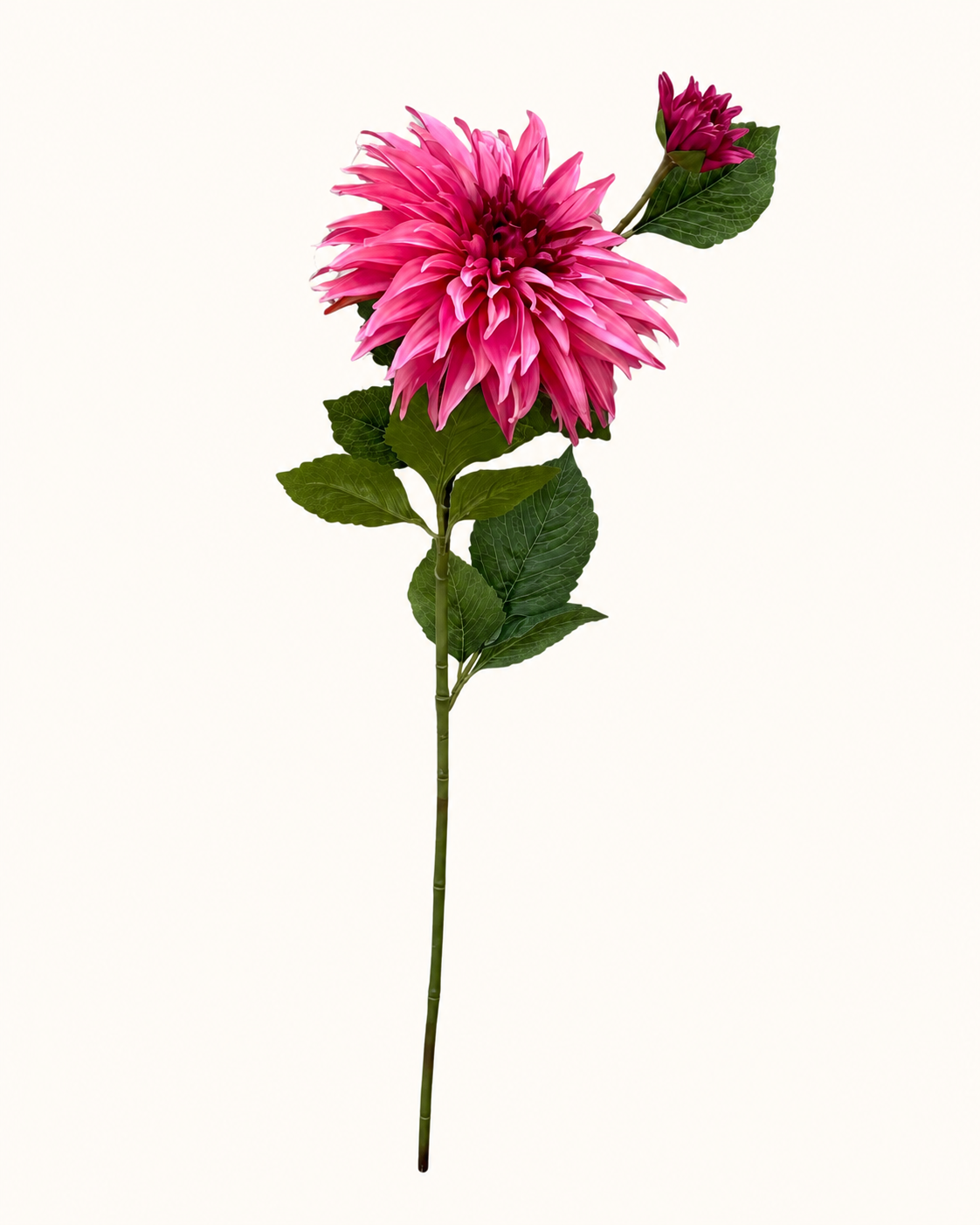 Pink-Dahlie mit Knospe und Blättern.png