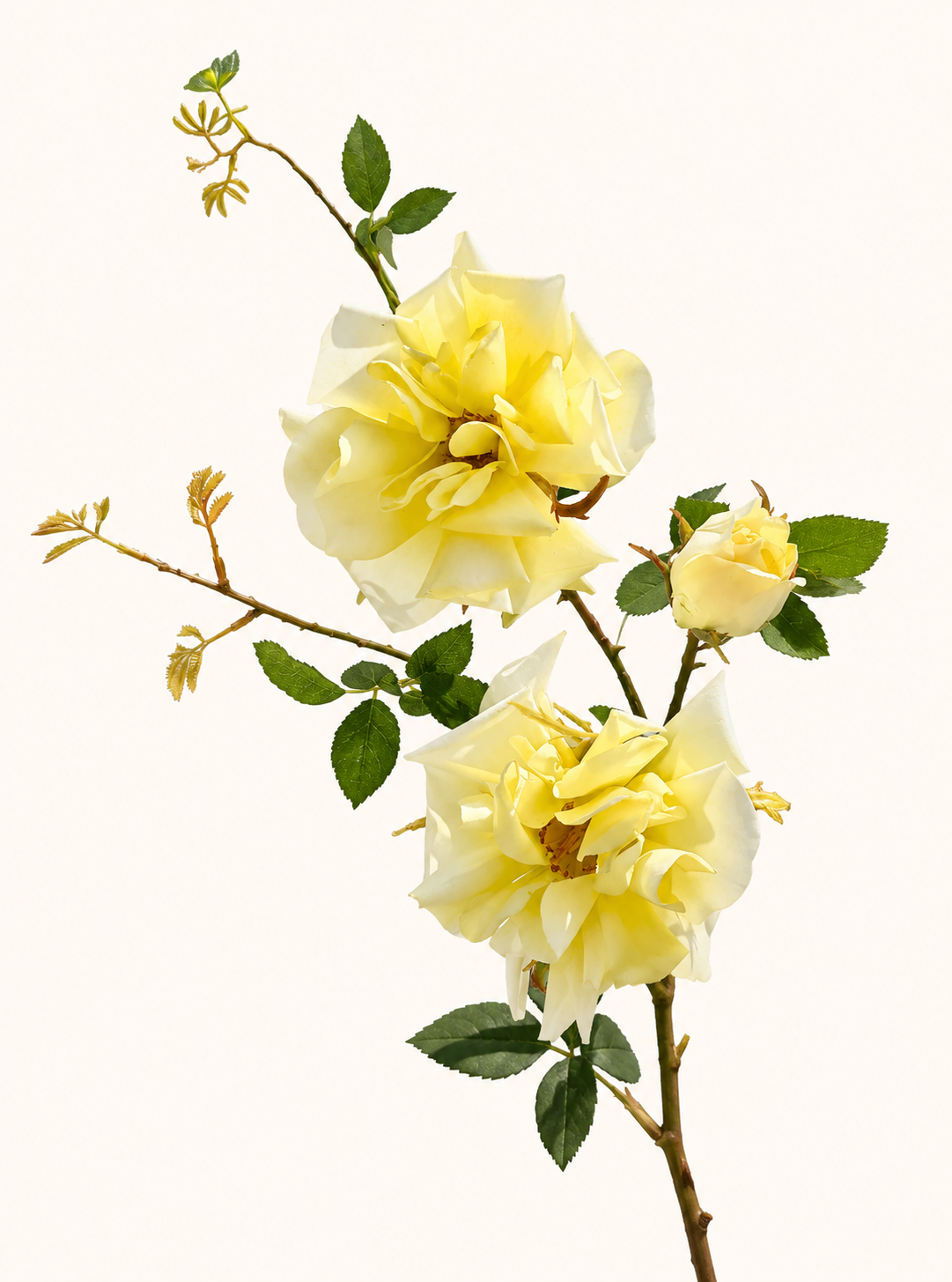Gelbe Rosen am Zweig.png