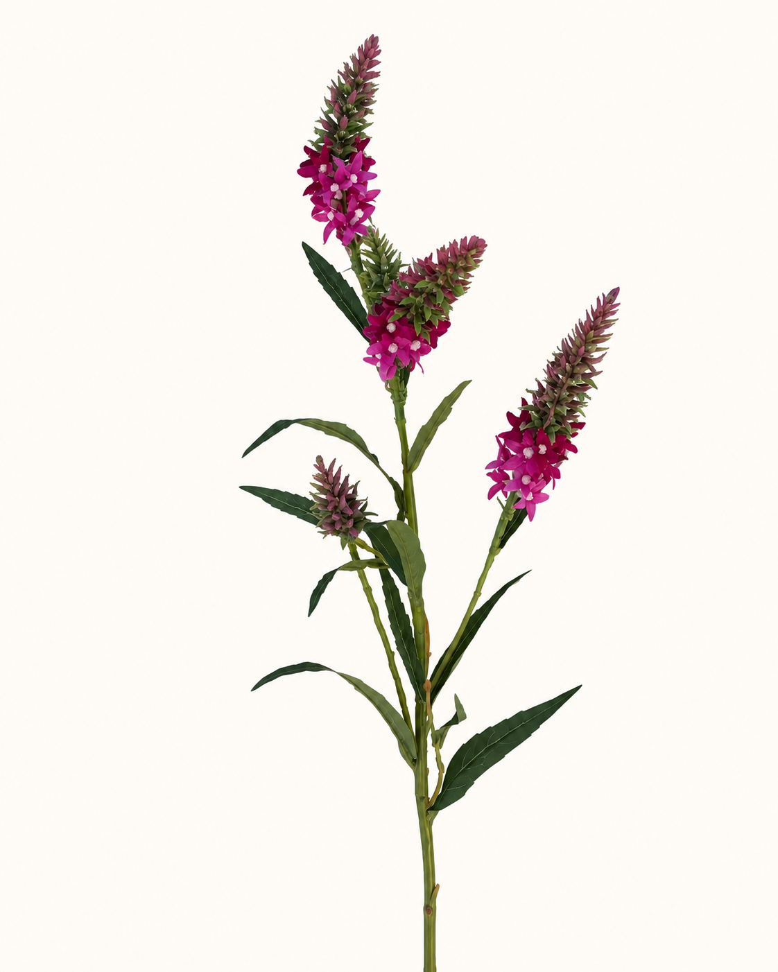 Minimalistische Veronika mit rosa Blüten.png
