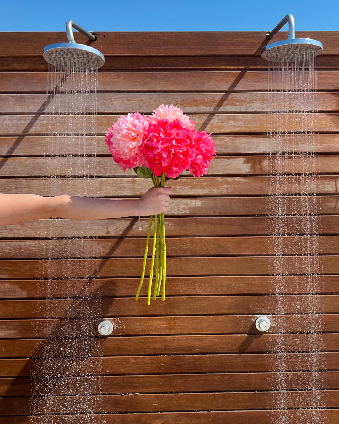 Pfingstrose in Pink