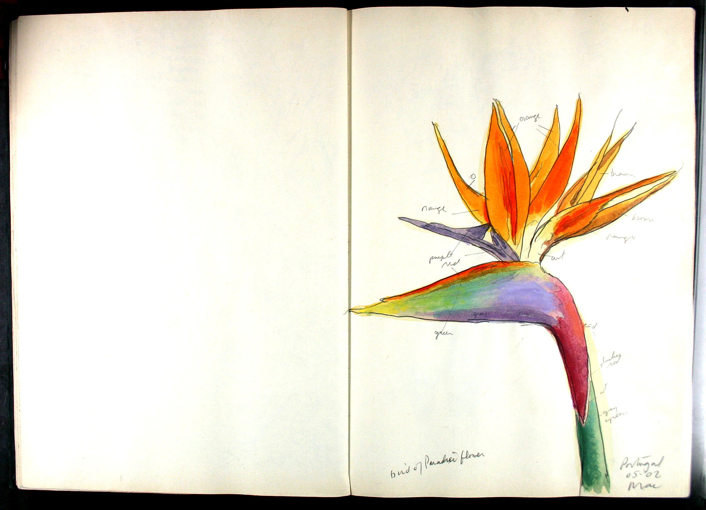 The Bird of Paradice flower.