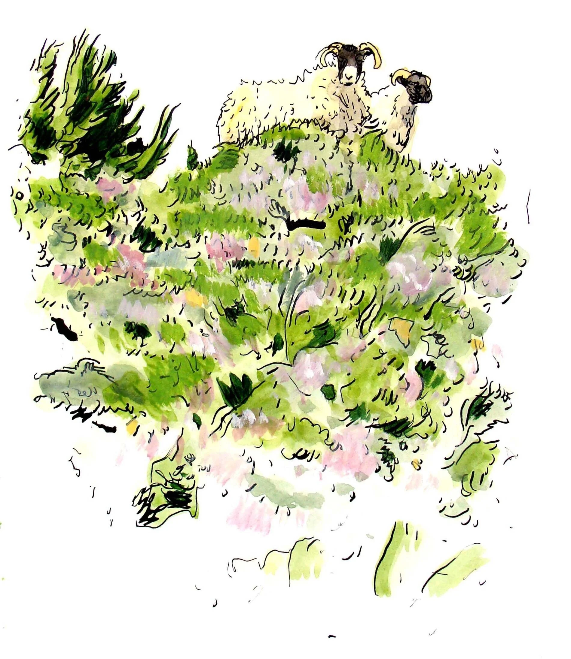 Sheep in Scotish Highlands