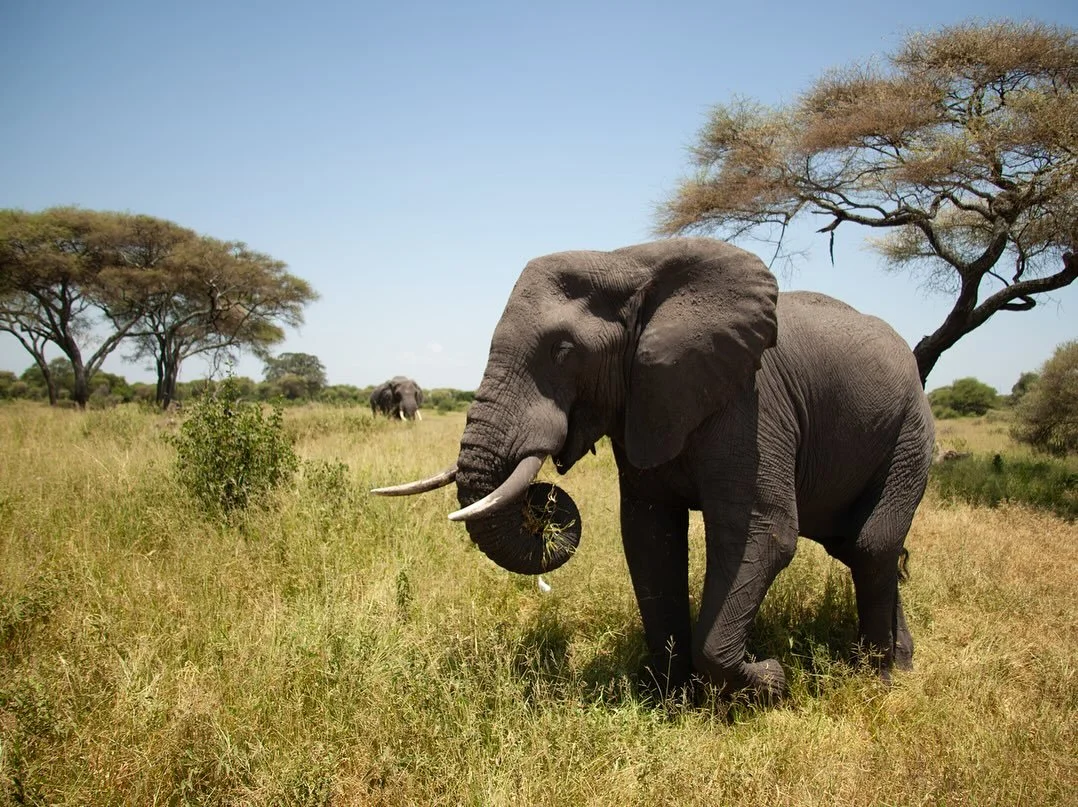 Circle of life 🐘🌾 [Part 2]

📸 @oscarlalexander