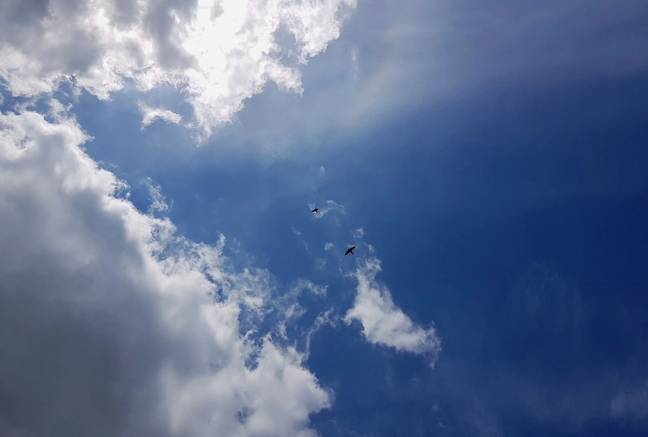 Blue sky with mostly white clouds and two birds flying.