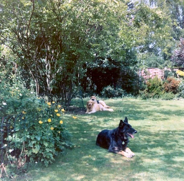 England Estate at Sandringham - dogs in Grounds
