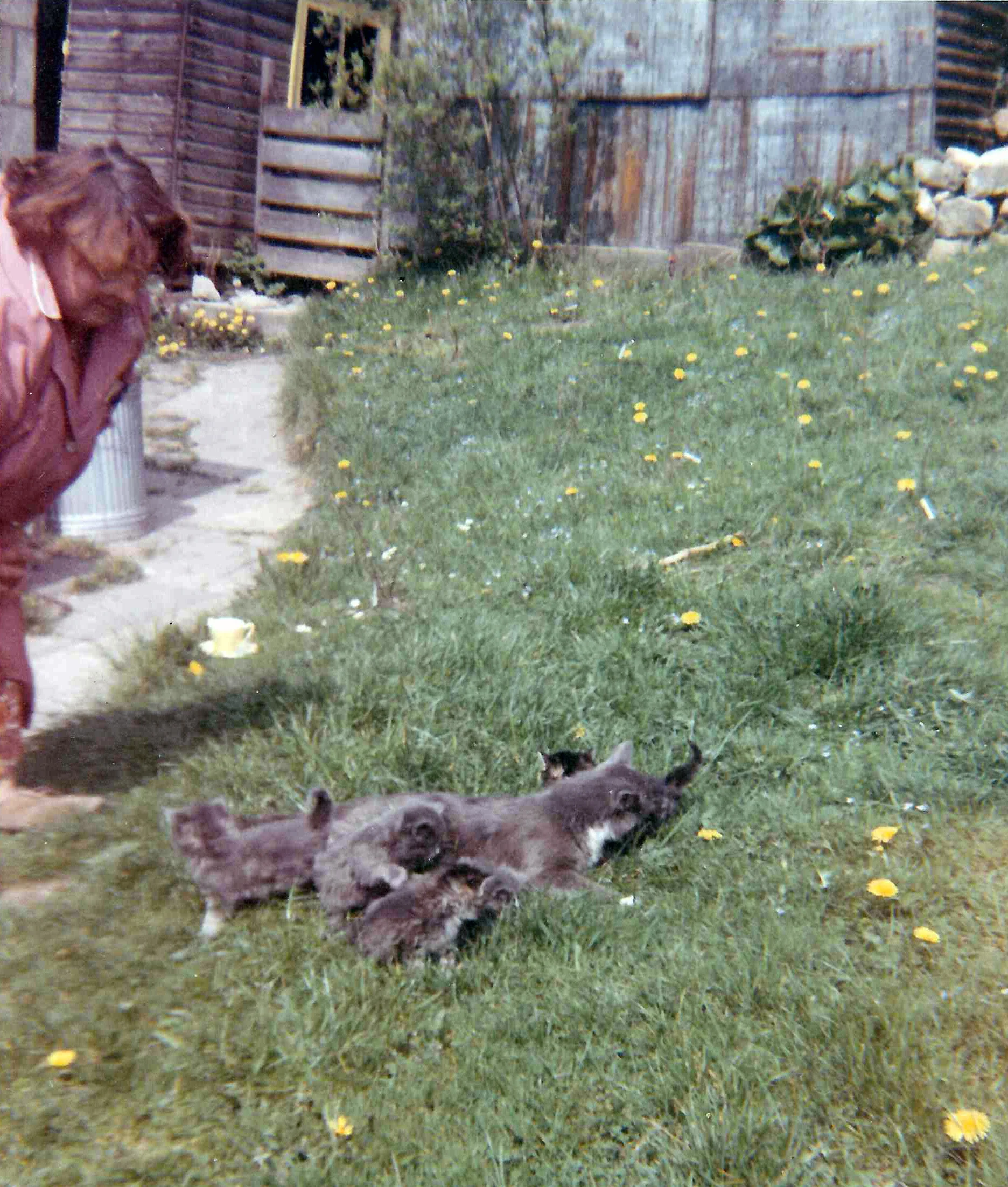 Grace Russ with Tiptoes and kittens on lawn 1967