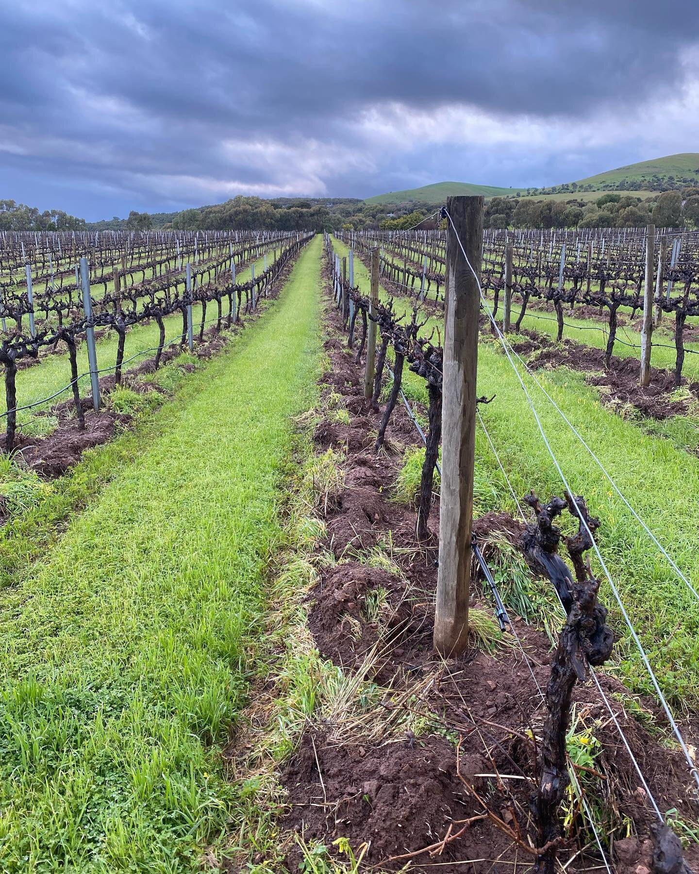 First weeding pass of the season done at Culley Road. This has been done with a dodge plough, pulling out the weeds undervine. As the mound of weeds begin to break down we&rsquo;ll push that back undervine where it will continue to breakdown forming 