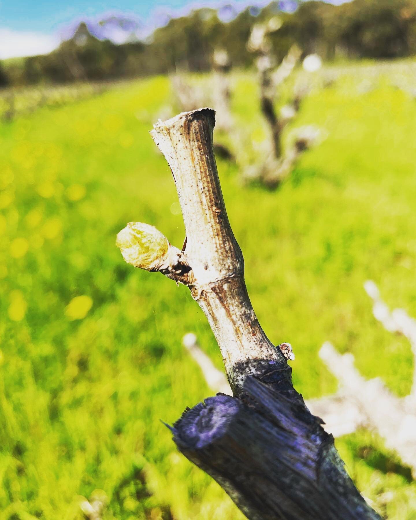 Not long now until our Grenache is out of the blocks for another season. Also a dog on a roll of netting. #altschwagerkenneallywines #culleyroadwine #mclarenvalewine #organicwines #grenache