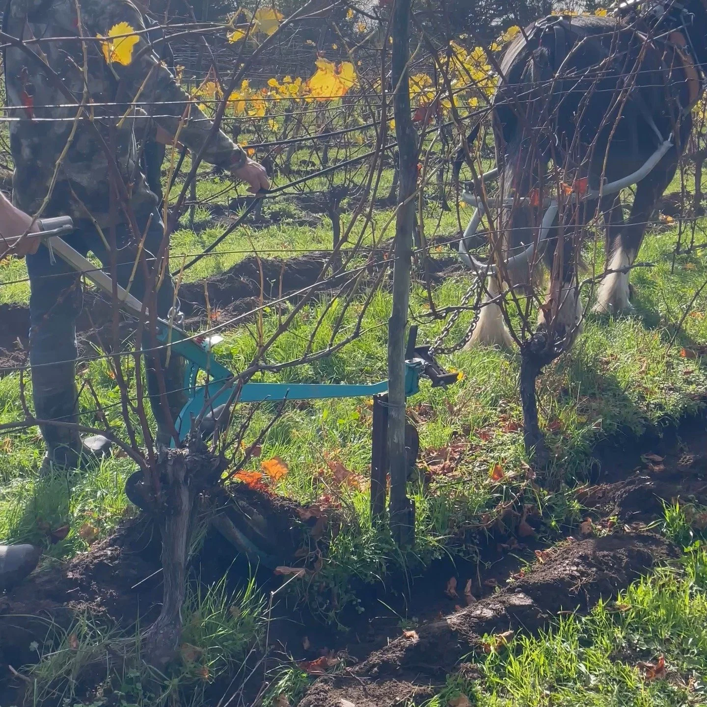 It was lovely to spend a few hours today and watch Duchesse the plough horse work in this organic vineyard. The sight of a horse pulling a plough through a vineyard may seem like a time warp, but it serves a practical purpose. It's far less invasive 
