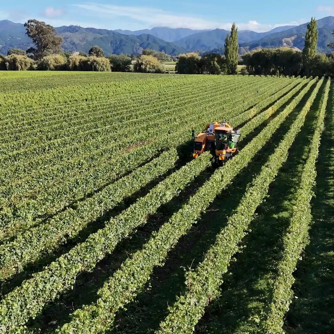Early morning harvest at our home block. #vintnersnz #tapiwine #altschwagerkenneallywines #viasimports