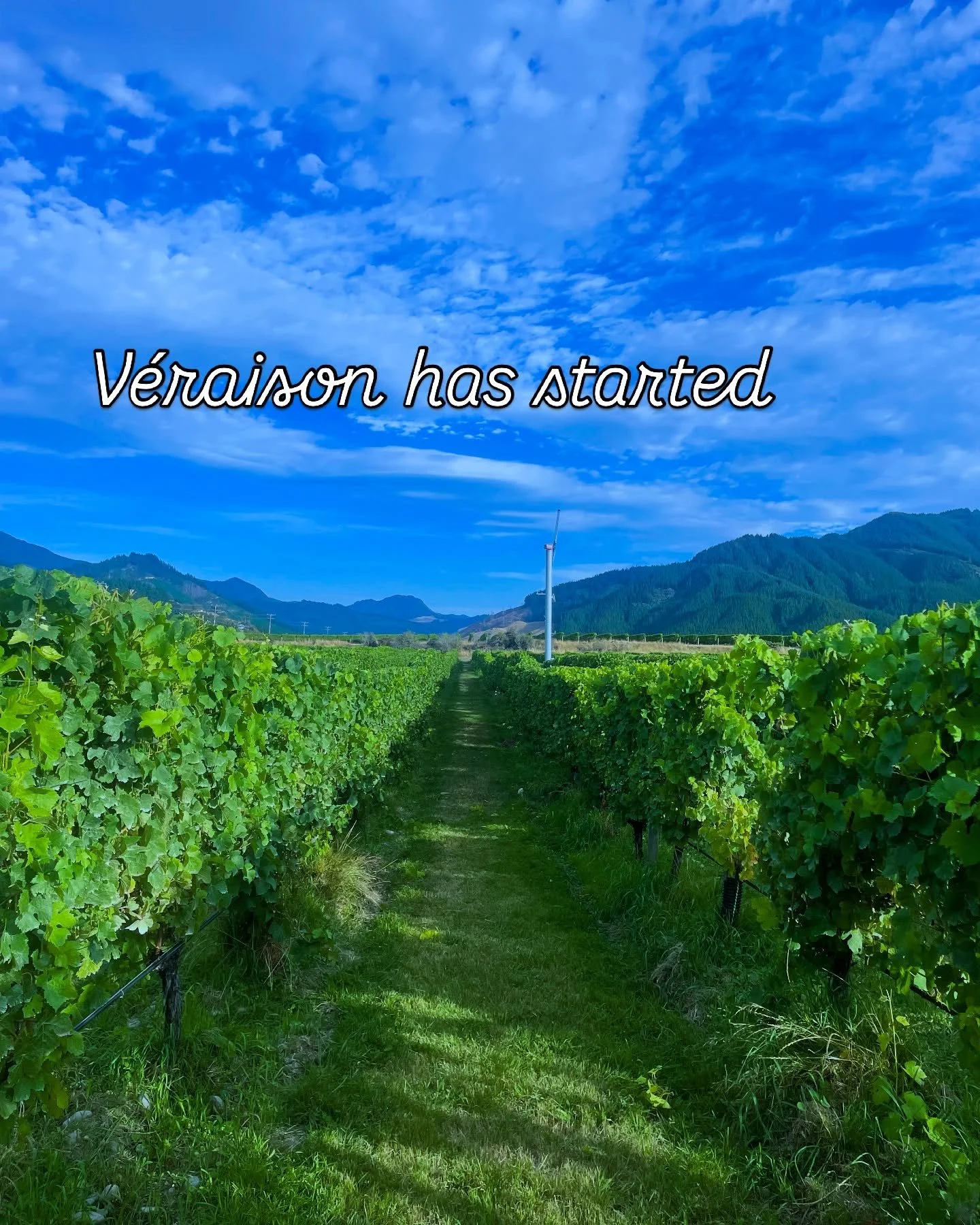 V&eacute;raison is a French term that refers to the beginning of the ripening process for grapes. It&rsquo;s marked by the change in Color of the grapes from green to a deeper Color such as red, purple or golden yellow . As ripening continues, the fr
