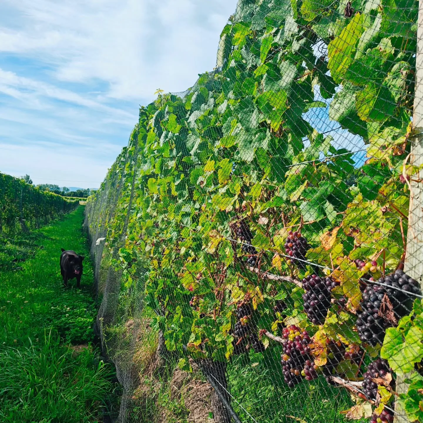 Countdown to vintage 2026 is on! 🍇 ☀️