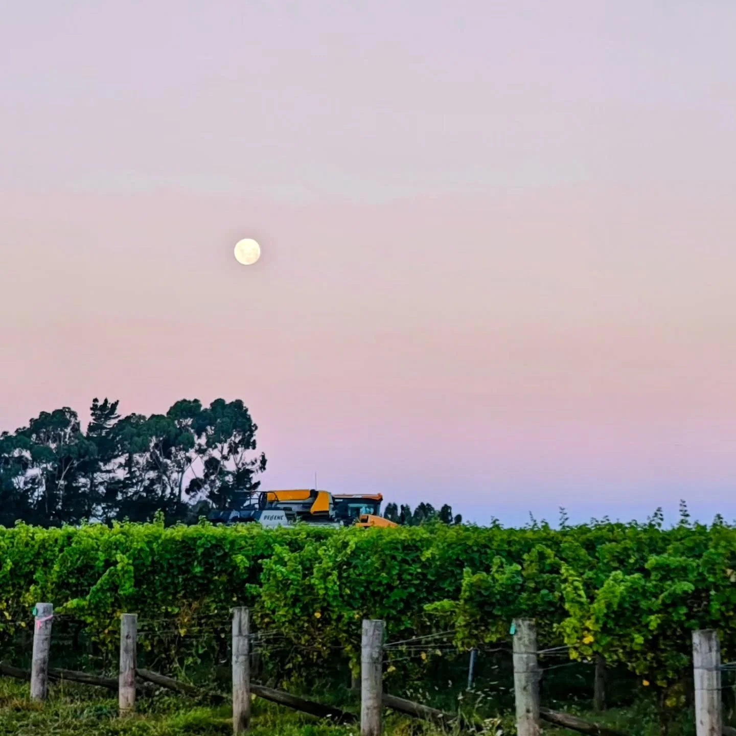 Beautiful full Moon at dusk for our last few days of harvesting. V26 is going to be a stunner.