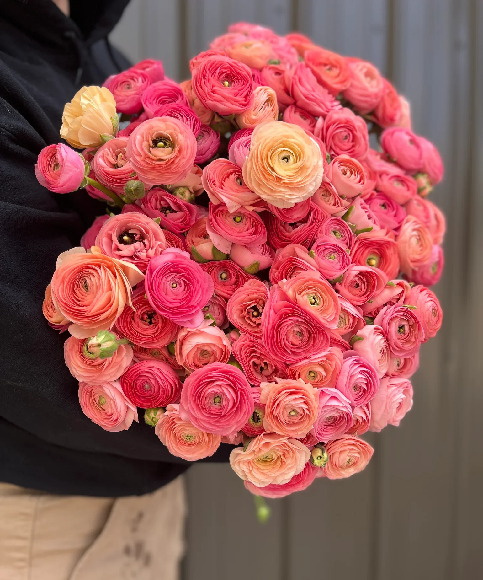 smff-retail-fall-bulbs-pack-of-10-ranunculus-corms-salmon-34182725697755.jpg.webp