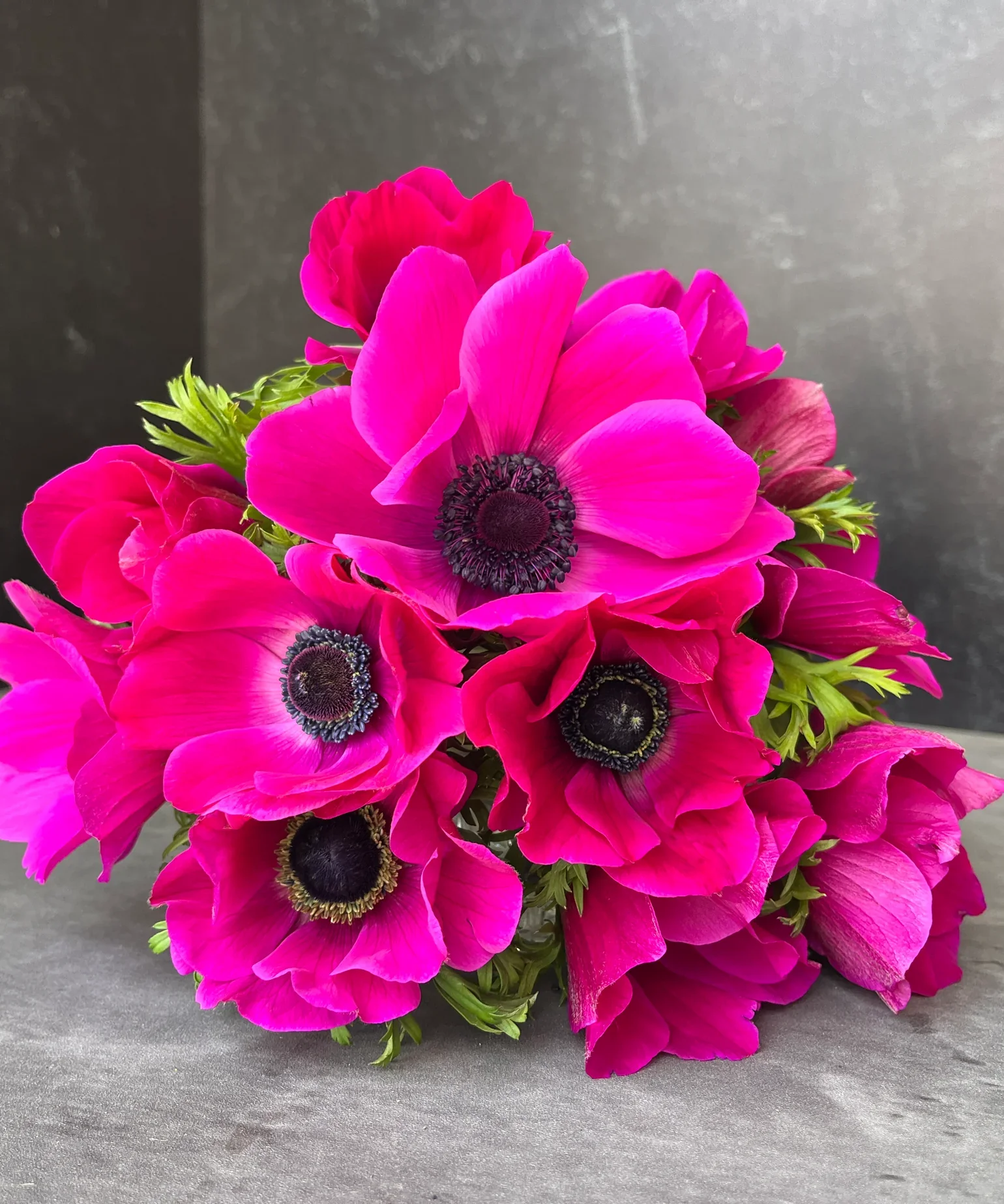 smff-retail-fall-bulbs-pack-of-10-anemone-corms-pink-34166969041115.jpg.webp