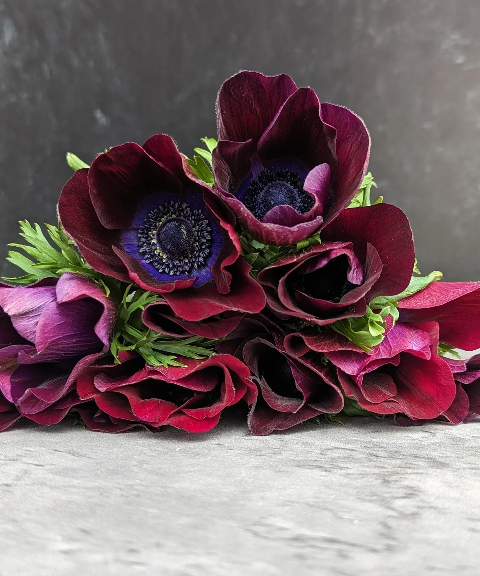 smff-retail-fall-bulbs-pack-of-10-anemone-corms-wine-34166996107483.jpg.webp