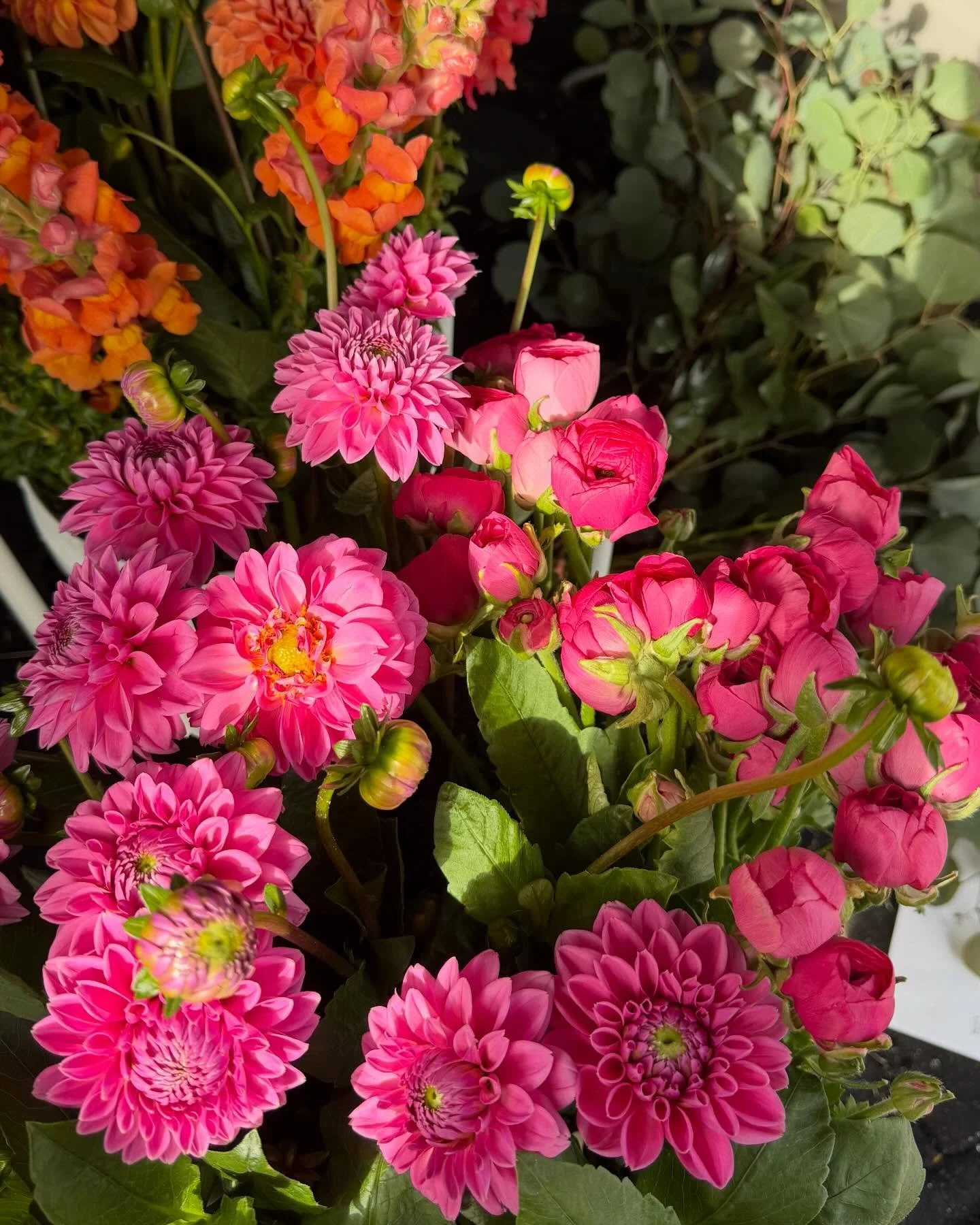 Standing at the holy intersection of dahlias and ranunculus season. 🌸

That&rsquo;s right, last week was our first week of ranunculus, courtesy of @littlepondfarm 💕 There is nothing like a locally grown ranunculus, y&rsquo;all. Strong stems, super 