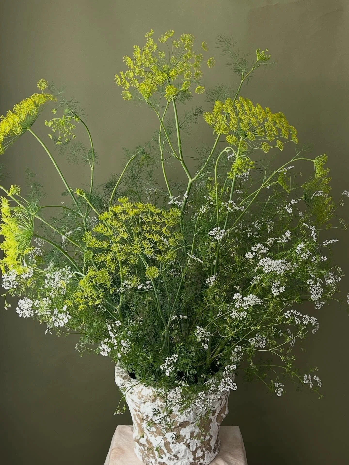 The category is cloud ☁️

March in my Tampa, FL cut flower garden brings plenty of fluffy filler for my floral designs: ammi, flowering cilantro, heirloom baby&rsquo;s breath, dill flowers, and more ✨

#florist #tampa #wedding #garden #delivery