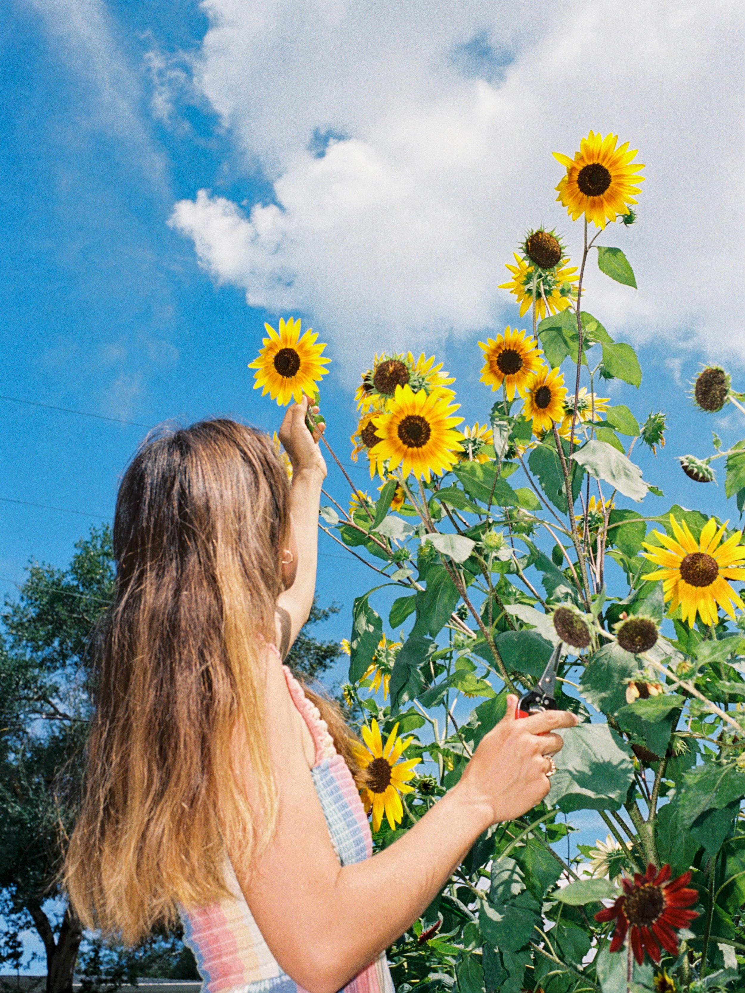 🌻Sunflowers AKA neighbor bait. If you want to meet your neighbors, plant some sunflowers. 

If you don&rsquo;t want to meet your neighbors, don&rsquo;t come to my fall cut flower gardening workshop Sept 12th. There, we&rsquo;re going to learn all ab