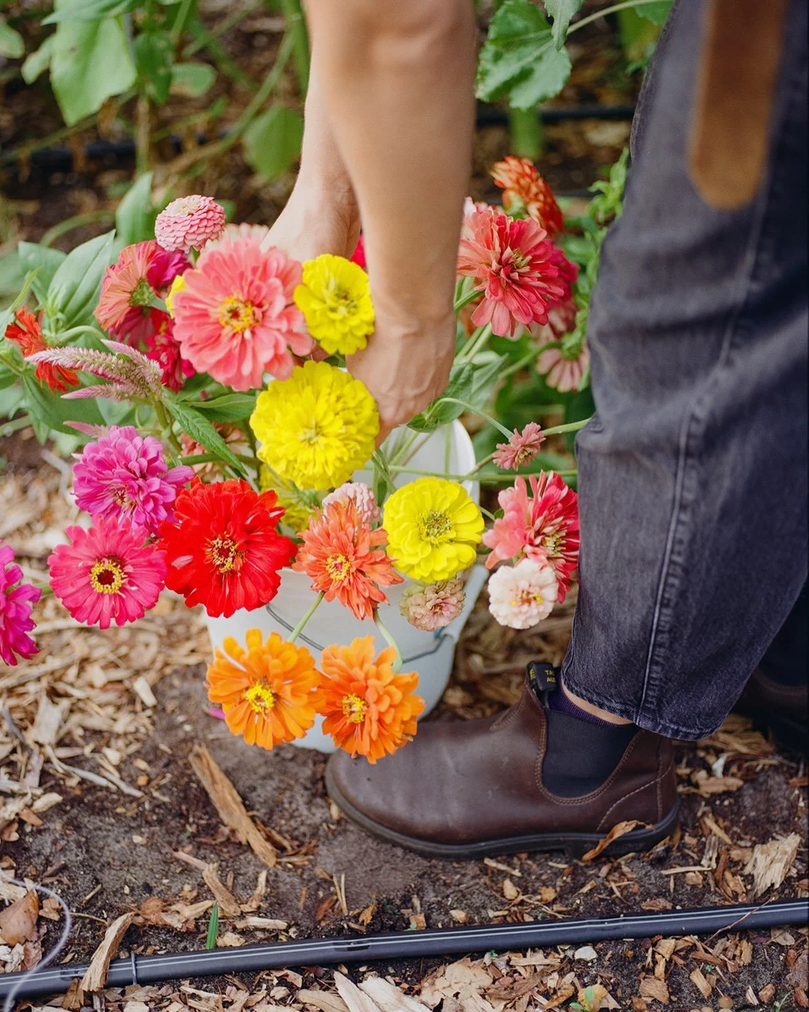 Want to grow your own cut flowers this fall? 😍 Join me Saturday, Sept 19th for my Fall Cut Flower Gardening Workshop. Learn what to plant, get hands on experience, and see my Tampa Heights garden in action. 🌱 DM for sign up link 🌼

Cover photo @ka