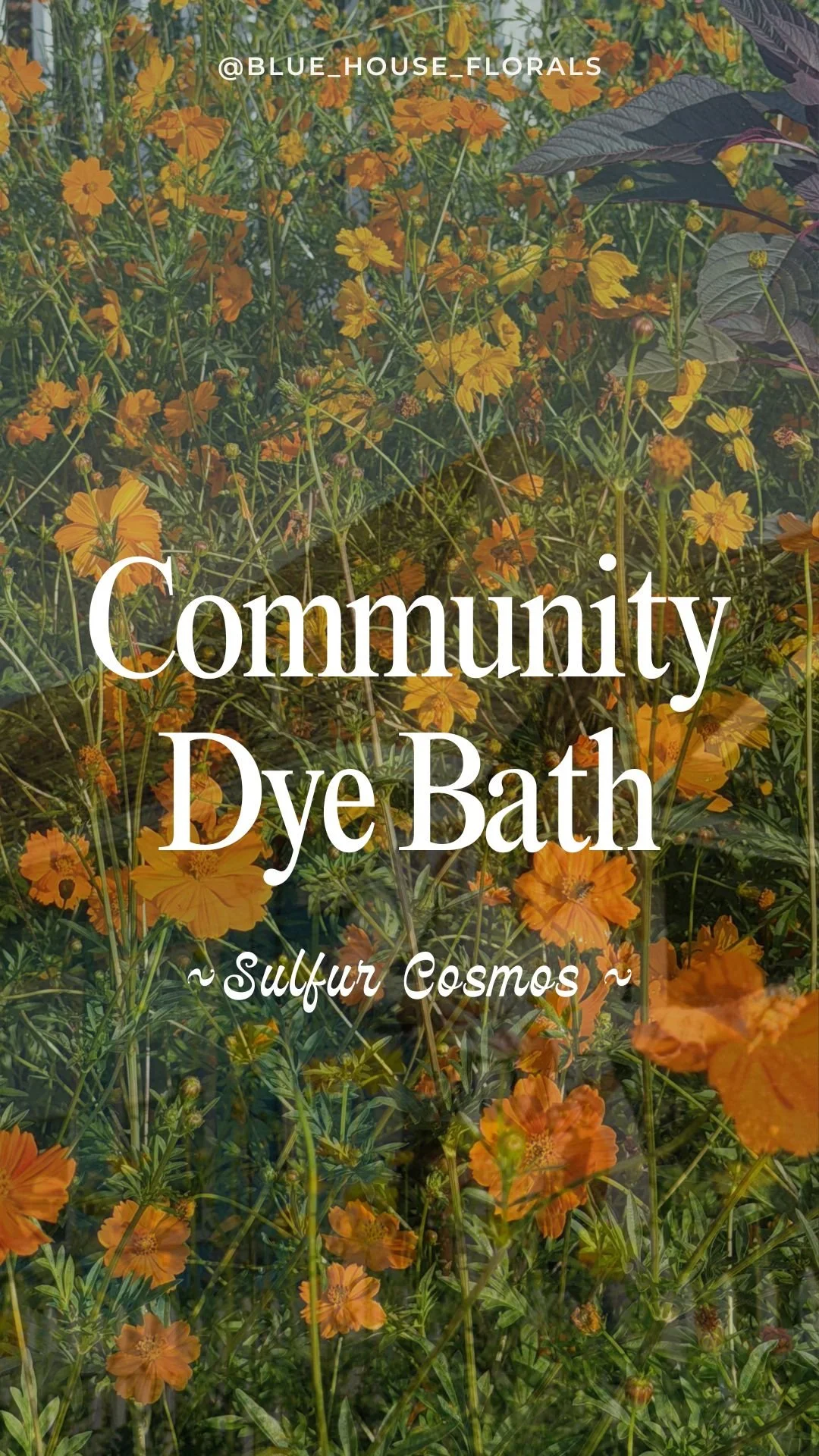 Community Dye Bath |