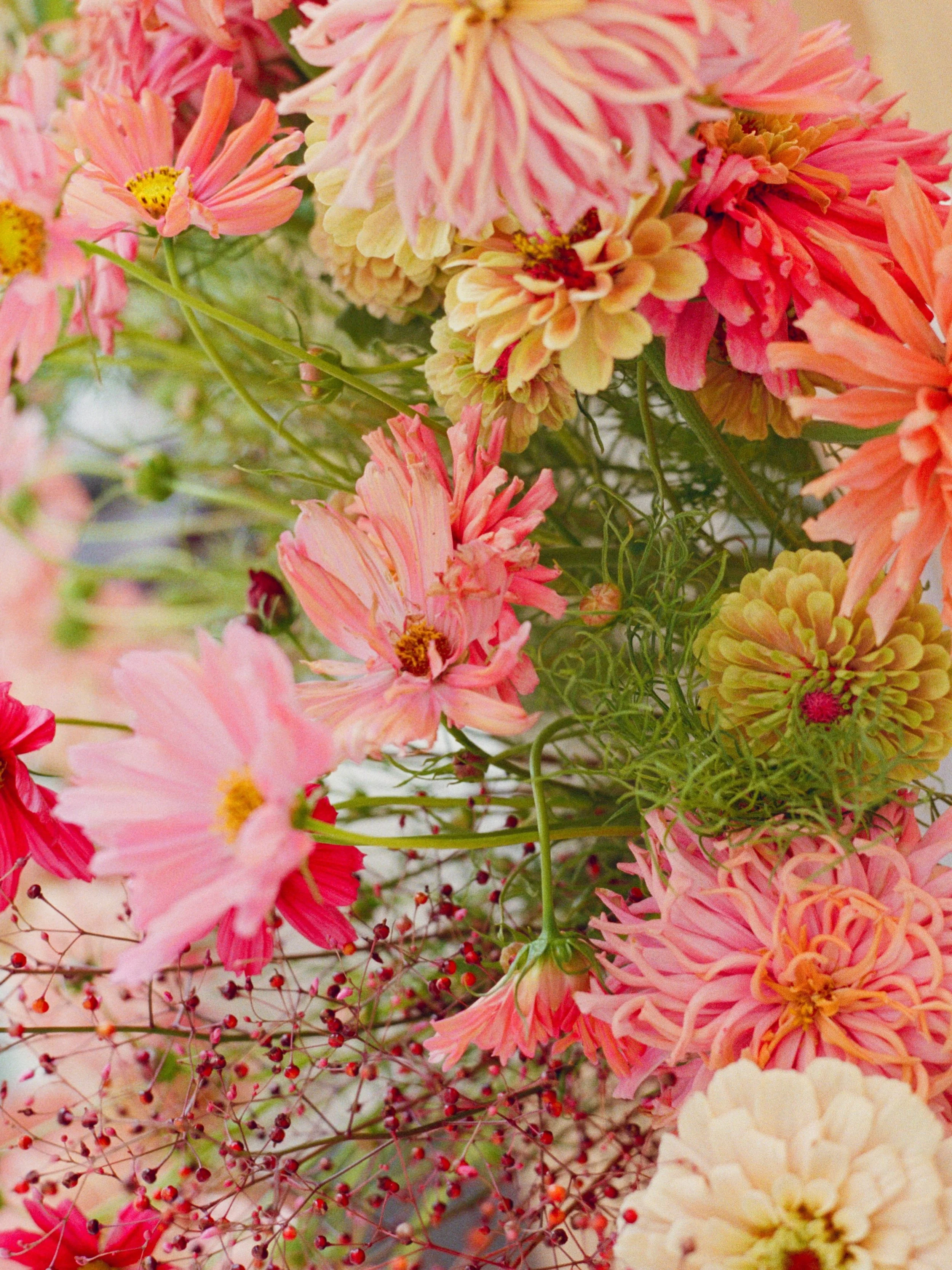 Ready to welcome back my old friends 🌸

Fall color palette is loading in the garden 🎨 Favs include: Apricotta cosmos, shimmer celosia, Queeny zinnias, and drippy drip amaranth. 🌾

Can&rsquo;t wait to design with these fall beauties for Tampa flowe